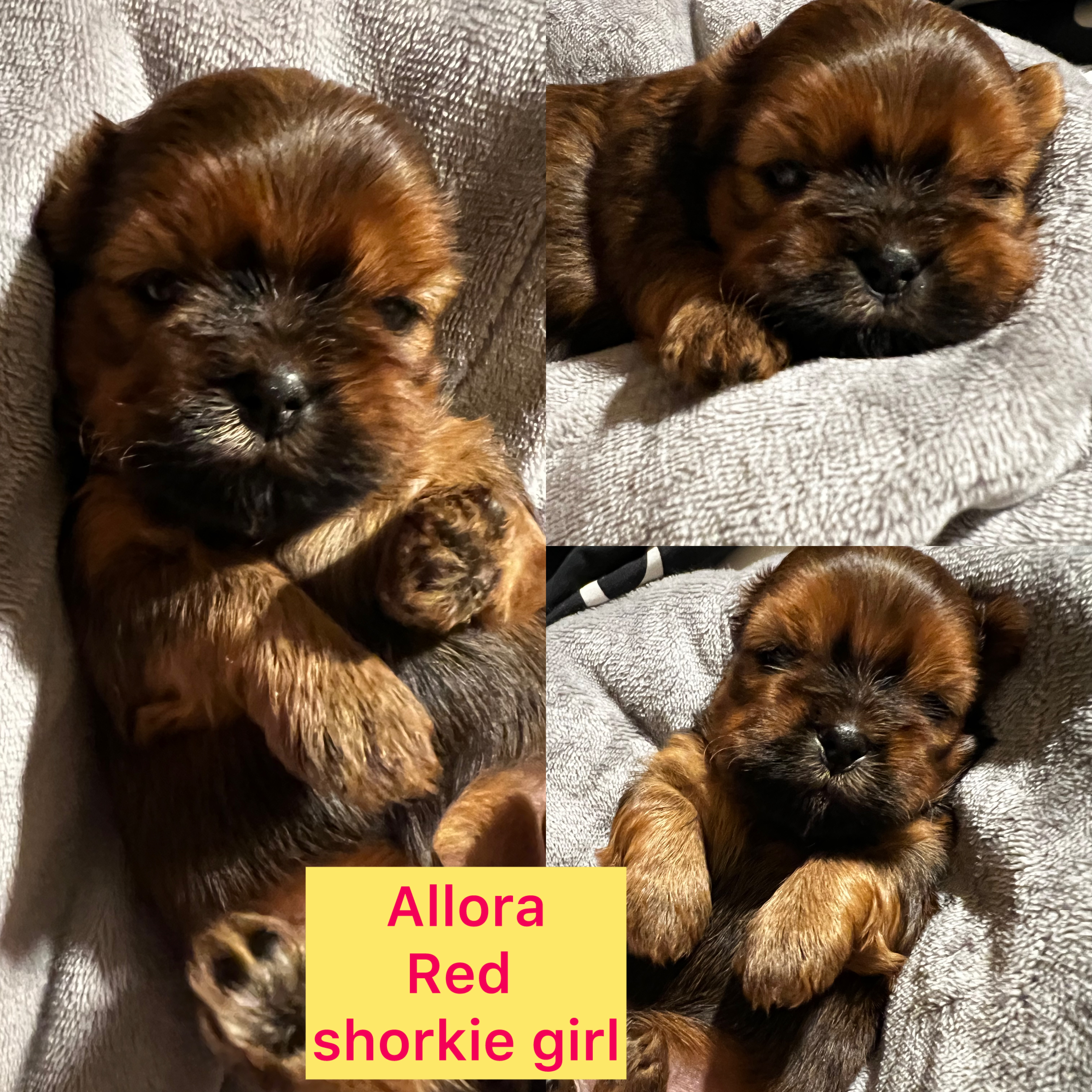 Allora is ADOPTED