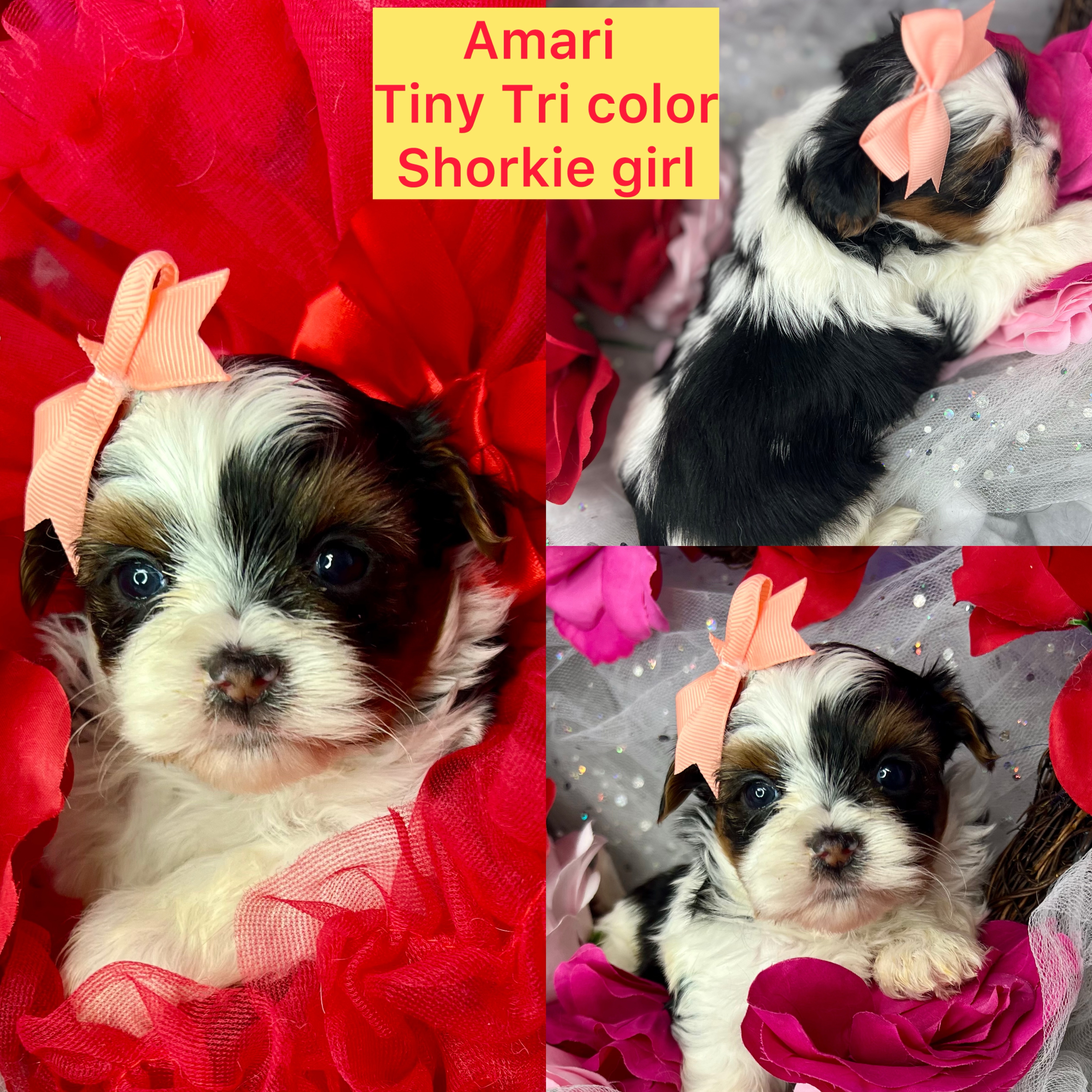 Amari is ADOPTED!!