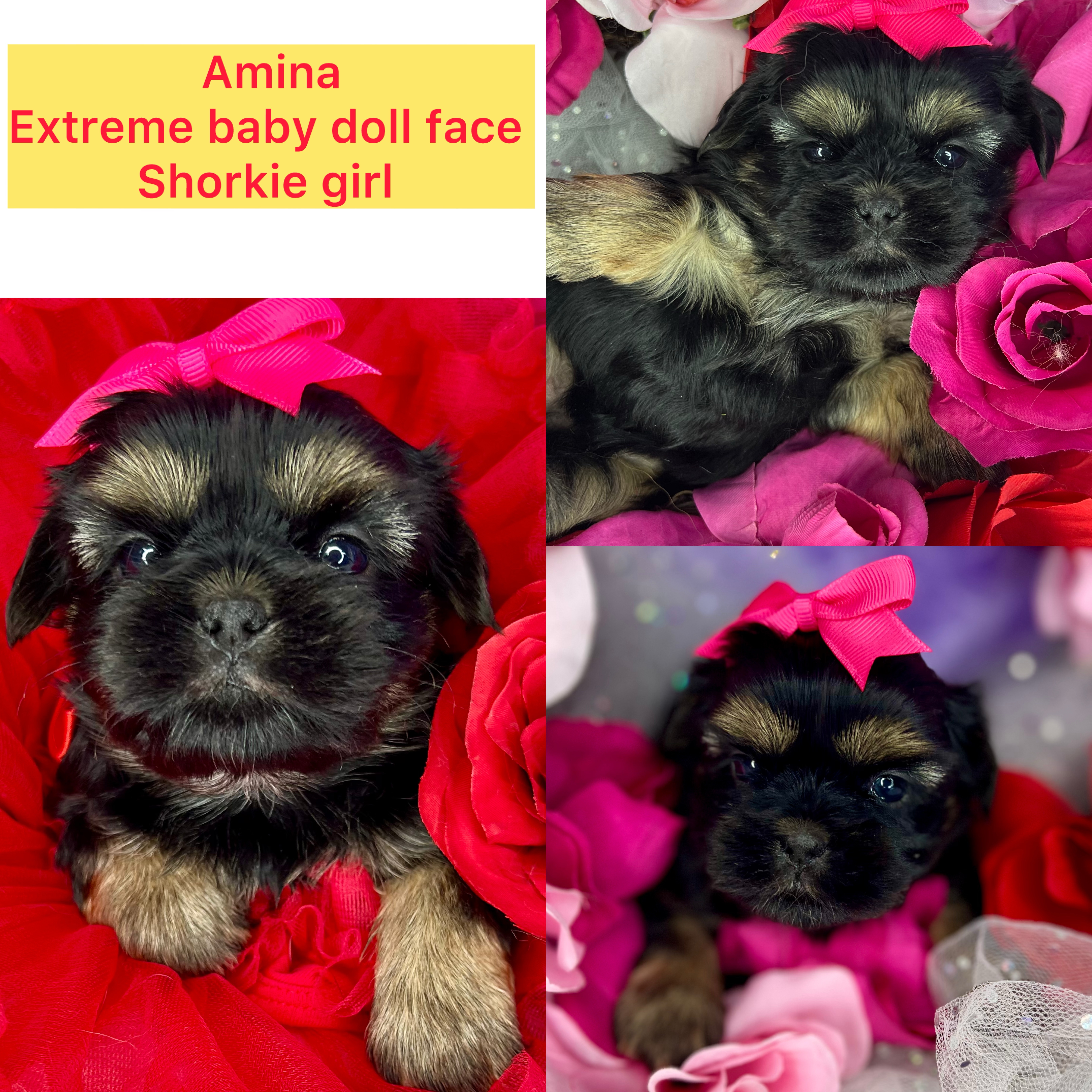 Amina AVAILABLE Extreme baby doll face shorkie girl click on pic for info
