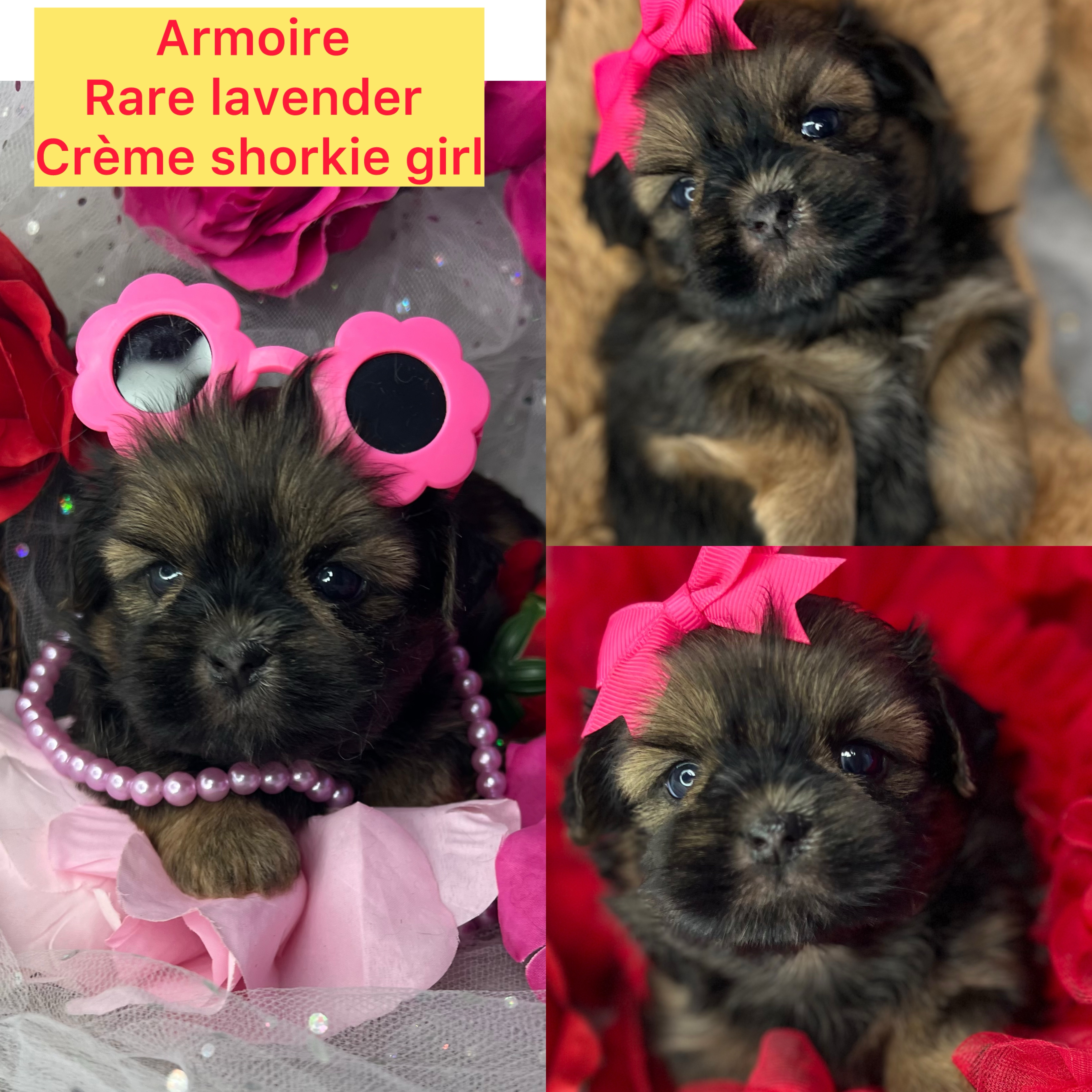Amoire ADOPTED!