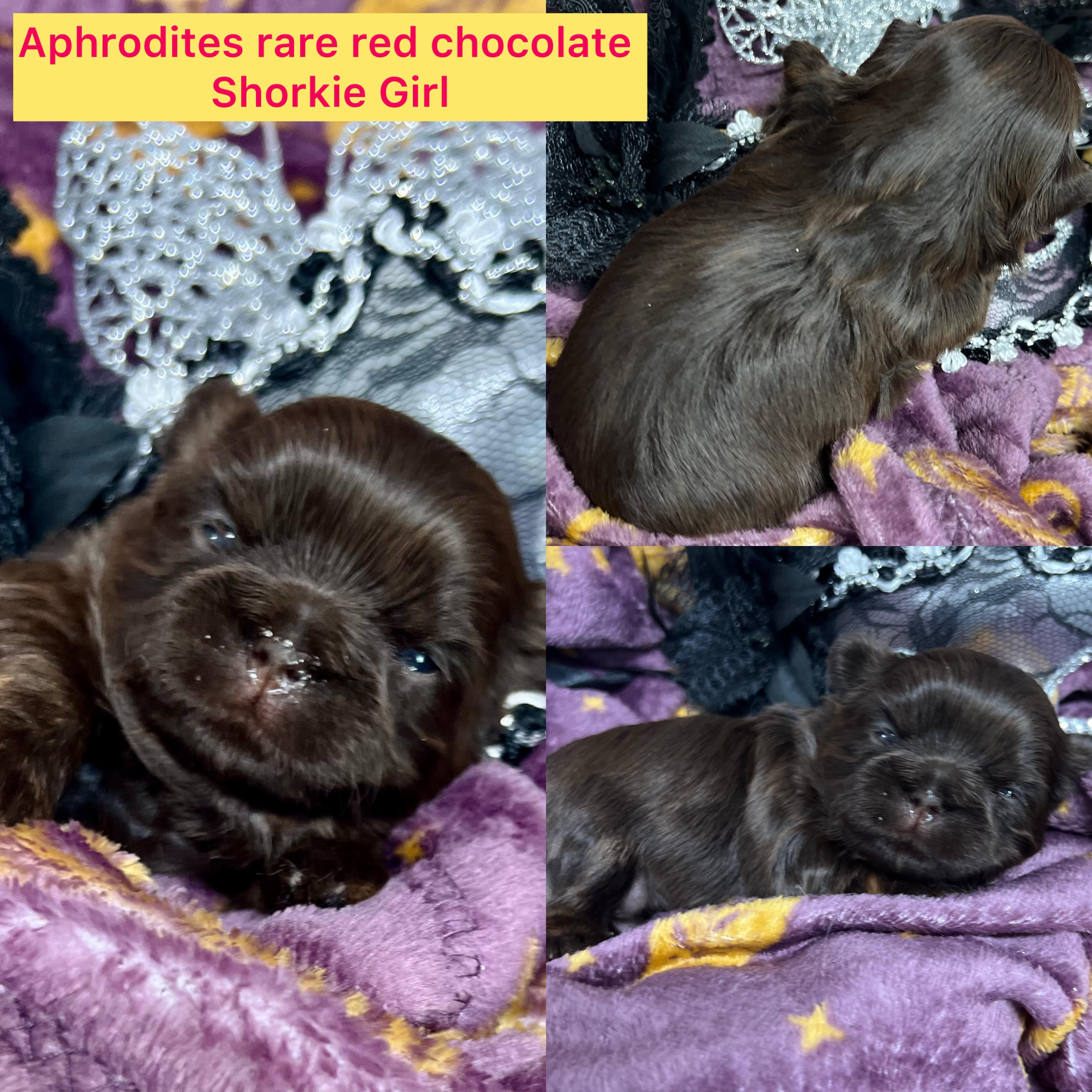Aphrodite ADOPTED