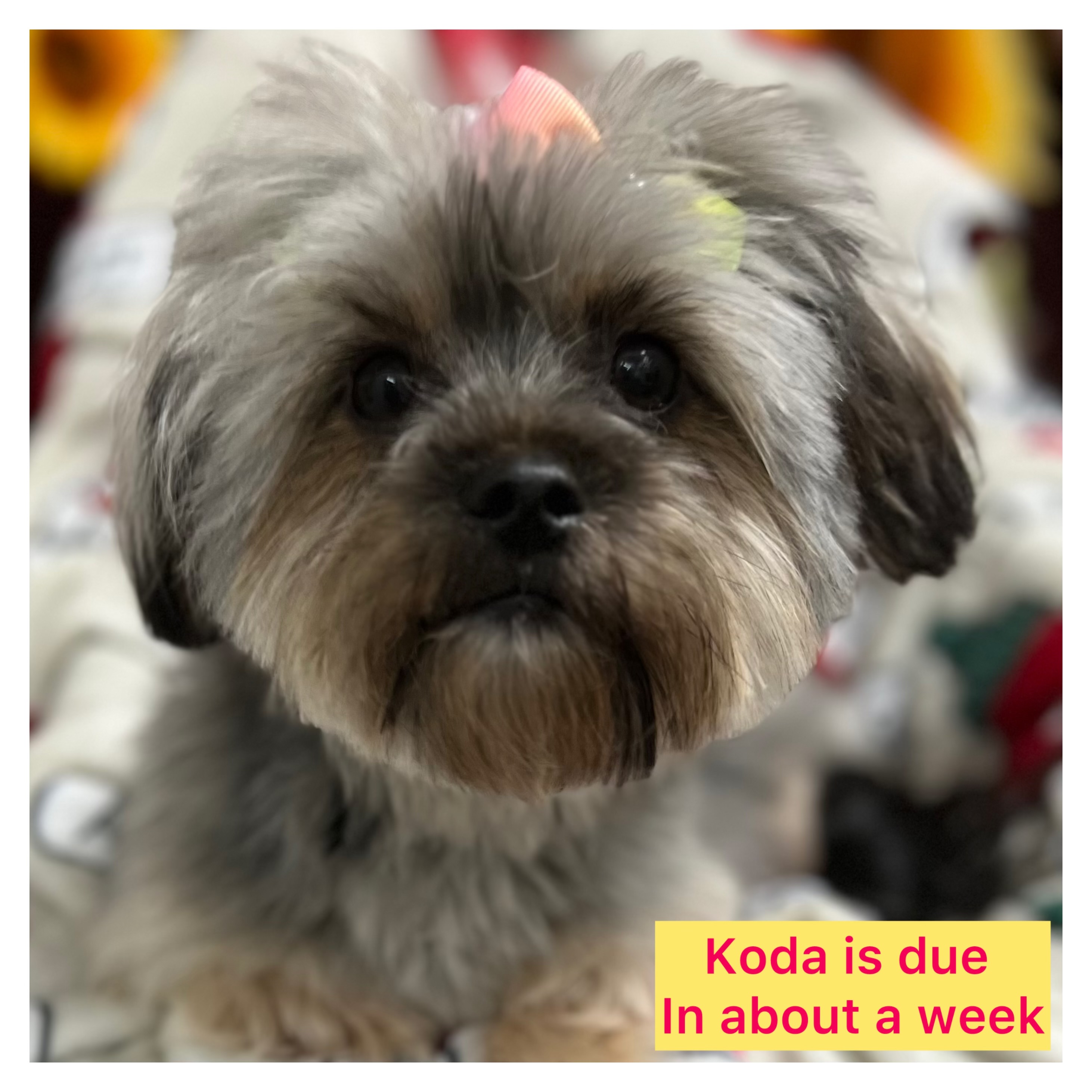 Tiny shorkie puppies EXPECTING AROUND April 10th ! Click on pic for info