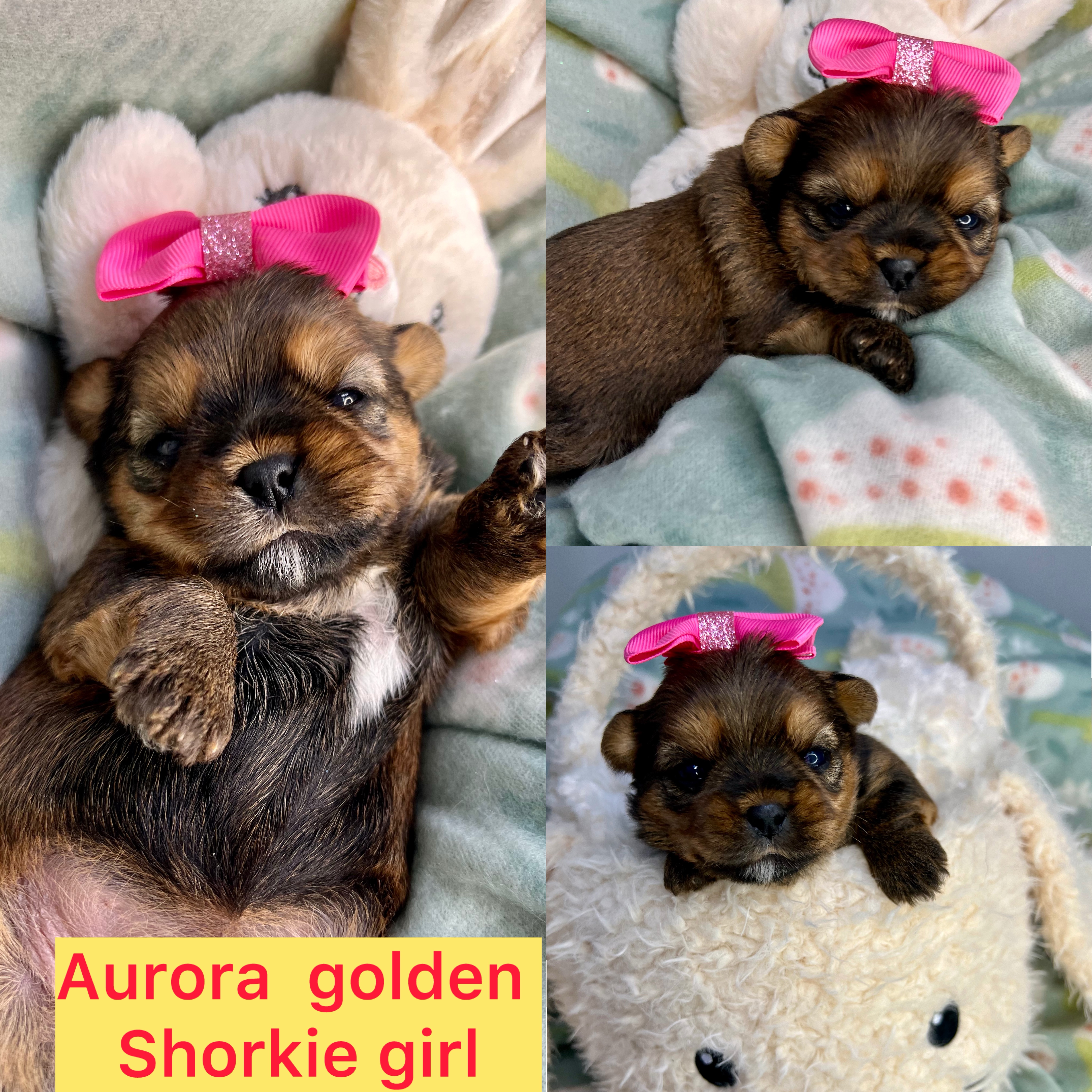 Aurora AVAILABLE golden shorkie girl click pic for info