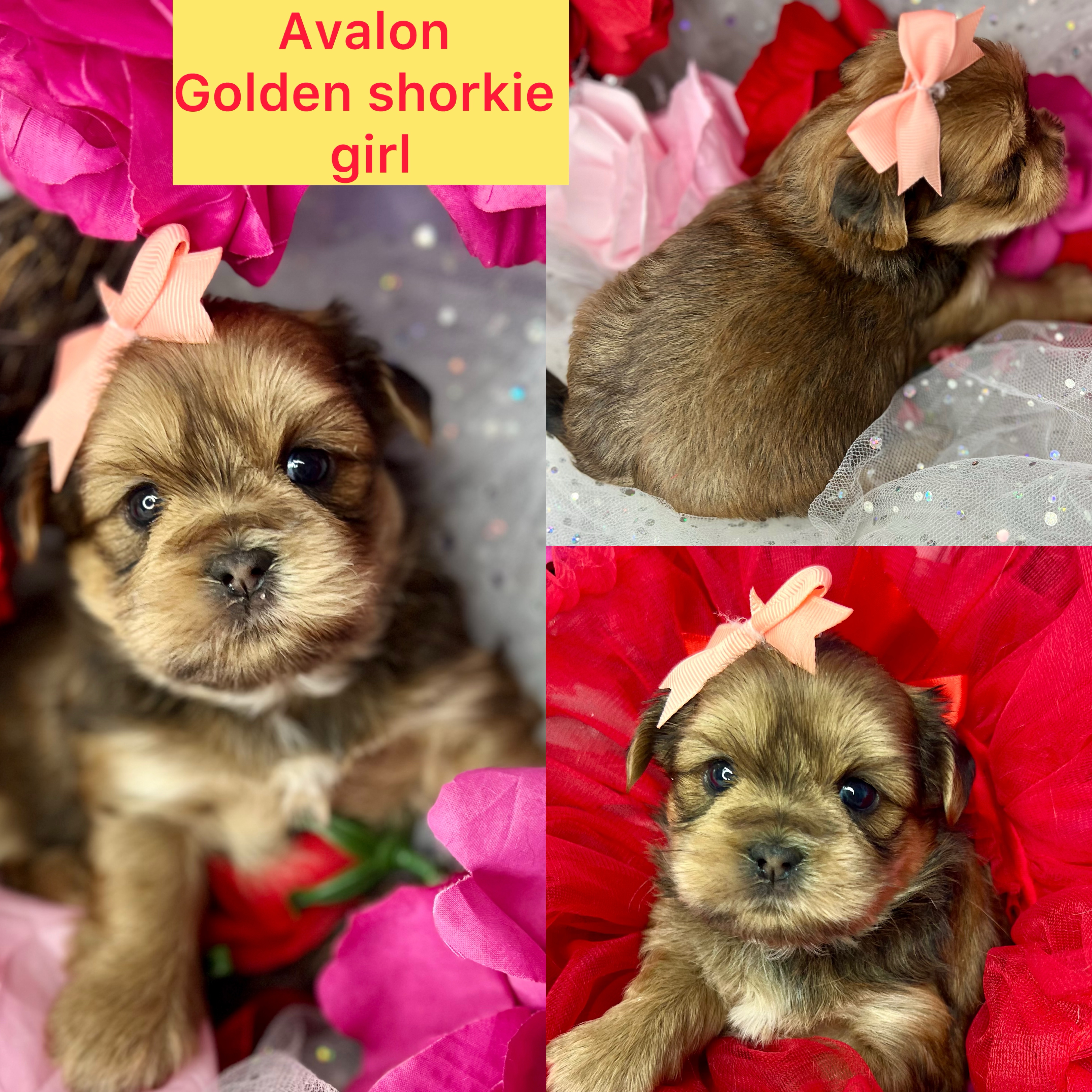 Avalon sunshine gold shorkie click pic for info