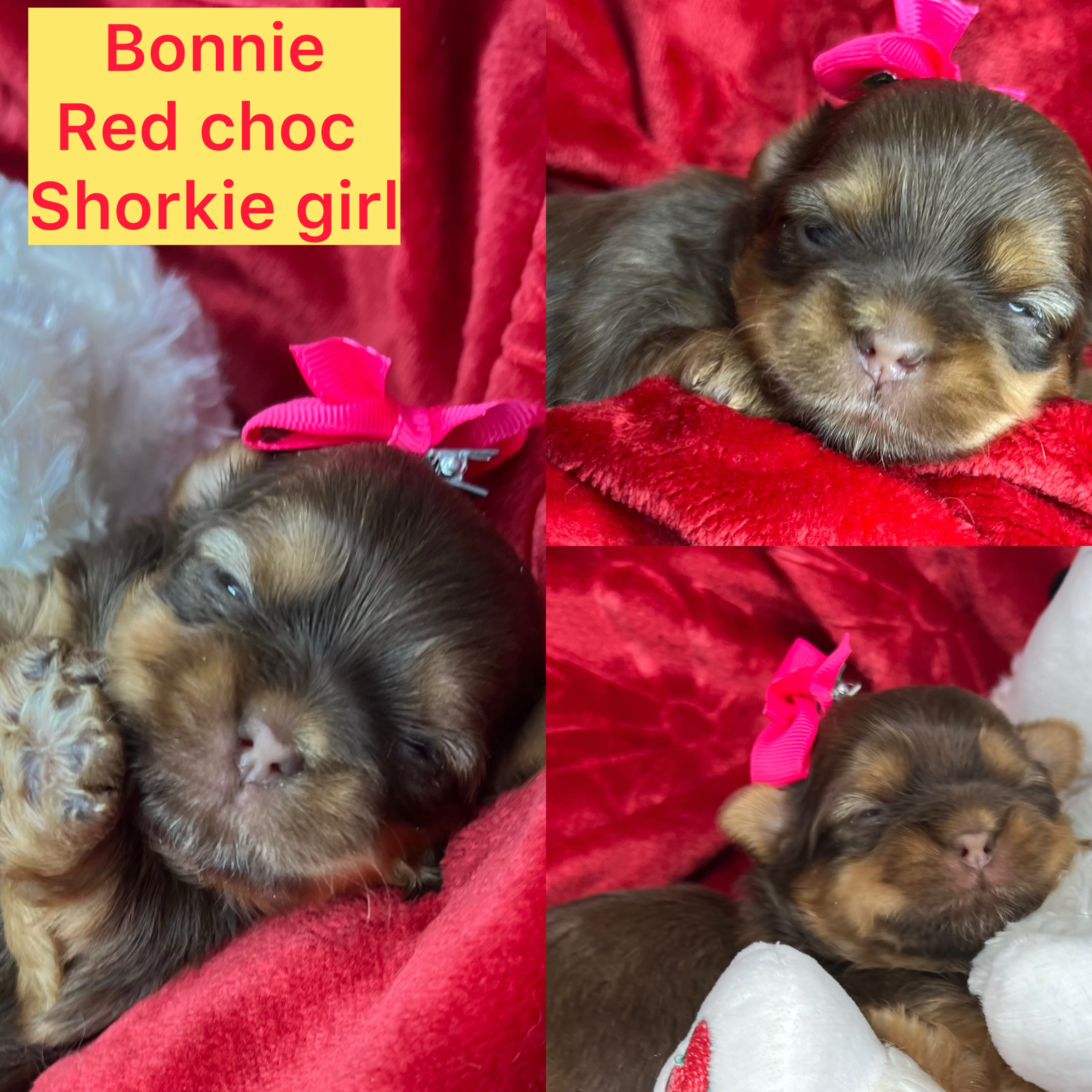 Bonnie ADOPTED Rare red choc shorkie girl click on pic