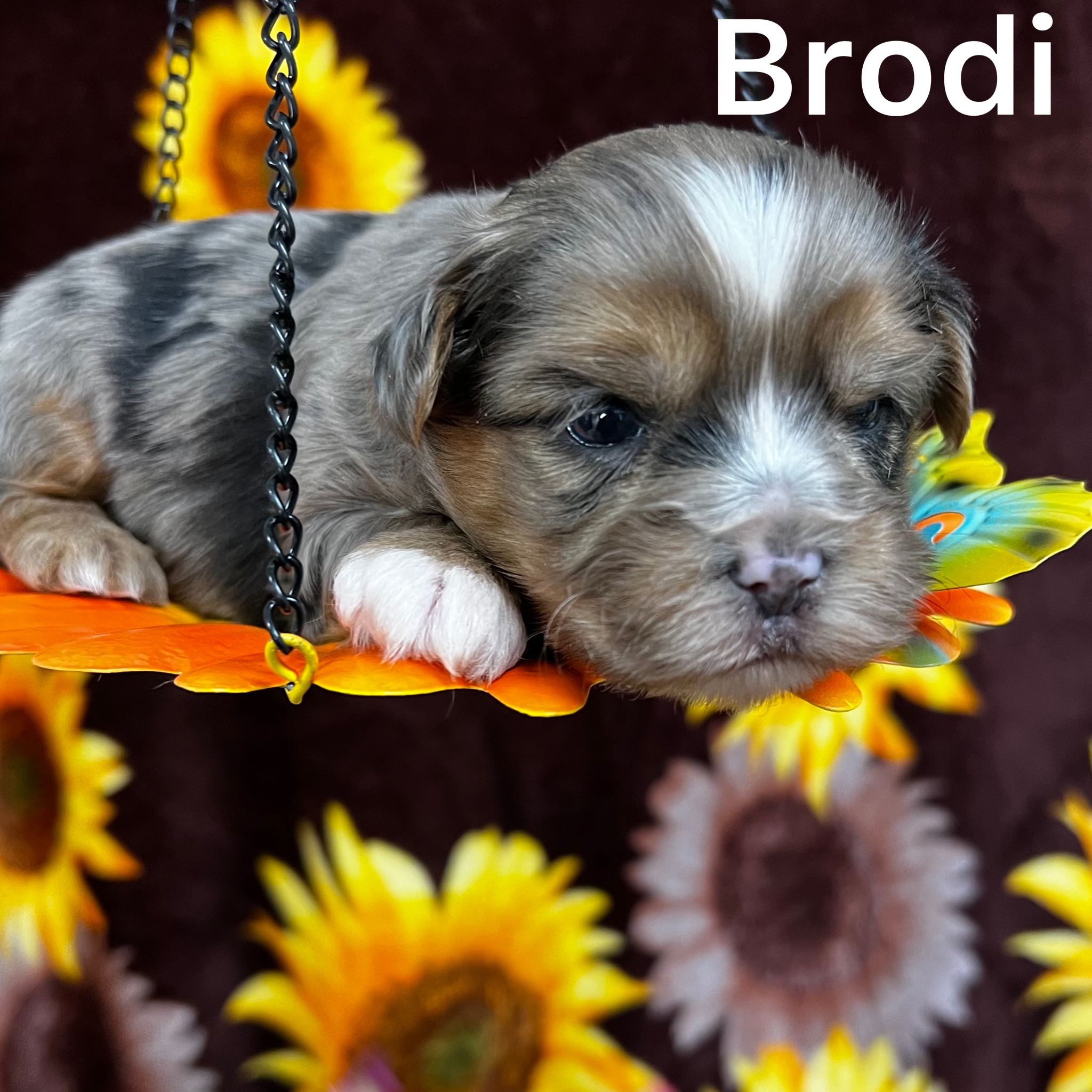 Brodhi  ADOPTED RARE MERLE SHORKIE BOY Click on pic for info