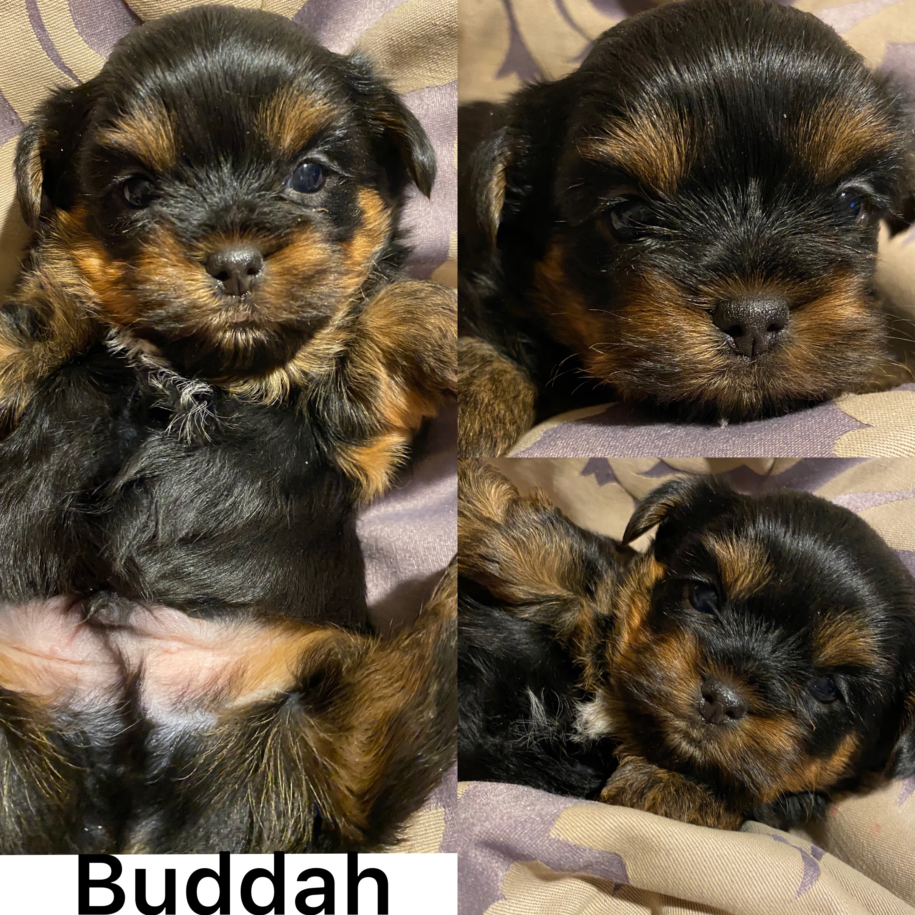 Buddah ADOPTED  not available