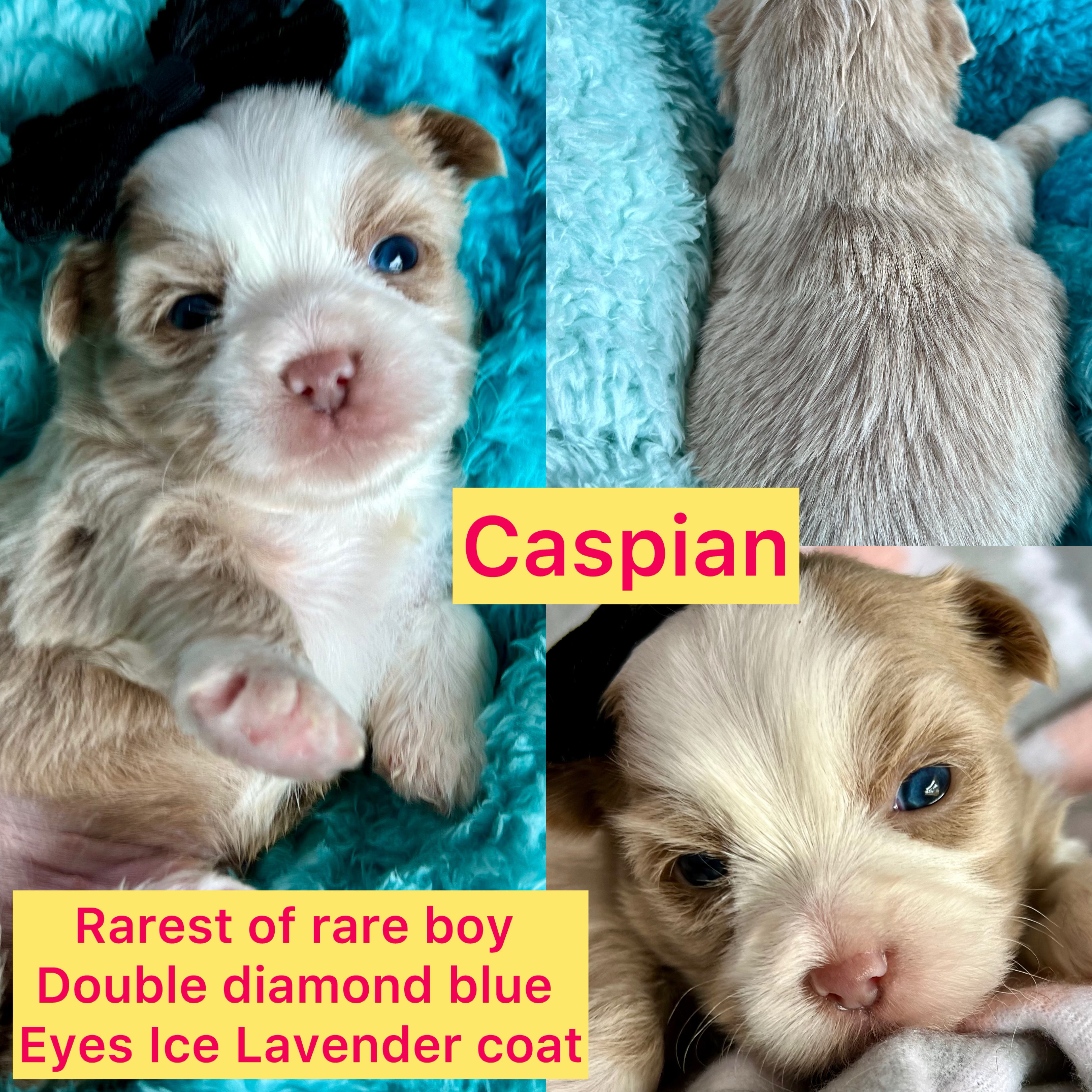 Caspian ADOPTED! Rarest of rare double blue eyes click on pic for info
