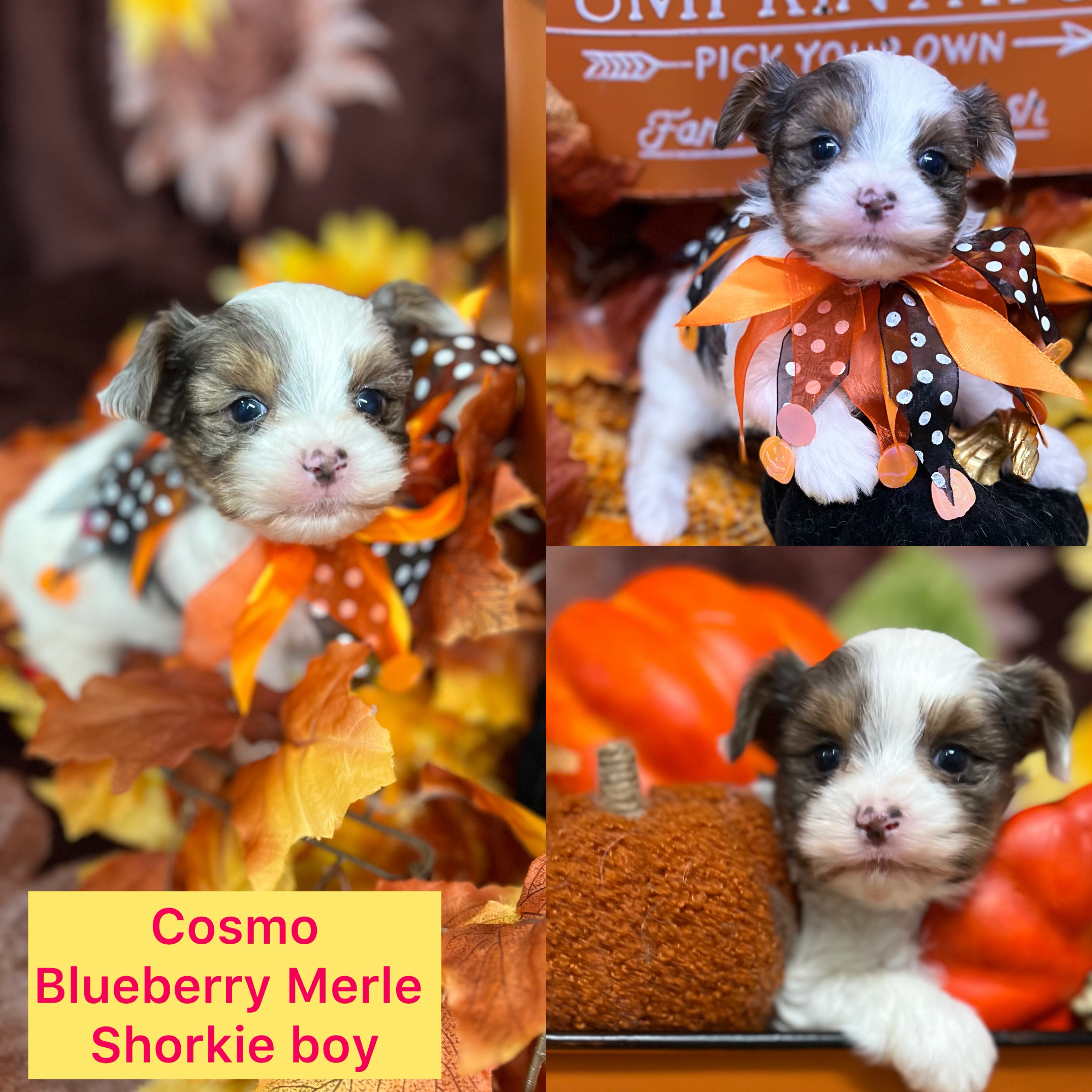Cosmo IS AVAILABLE Tweed Blueberry Merle Shorkie boy CLICK ON PIC FOR INFO