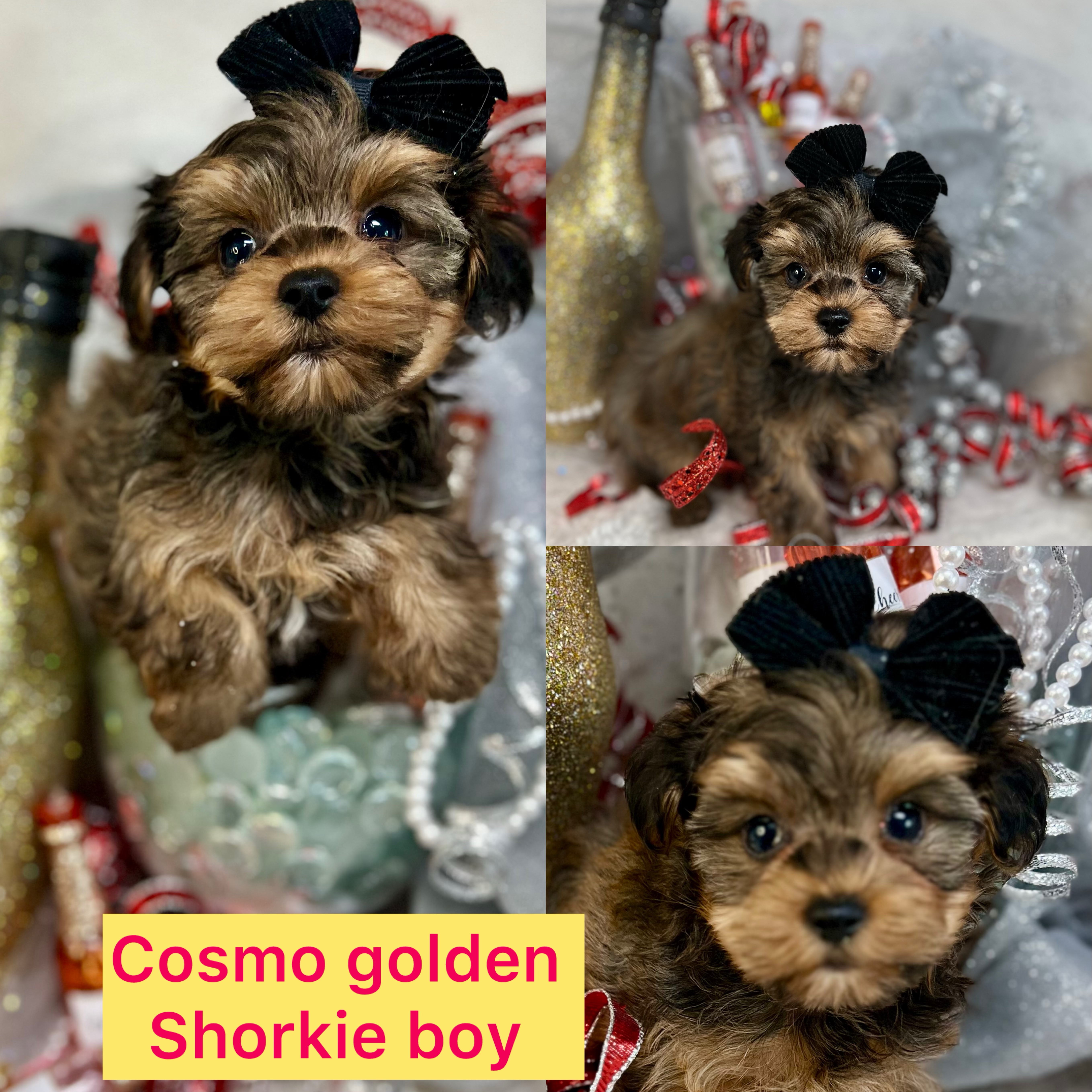 Cosmo is adopted!