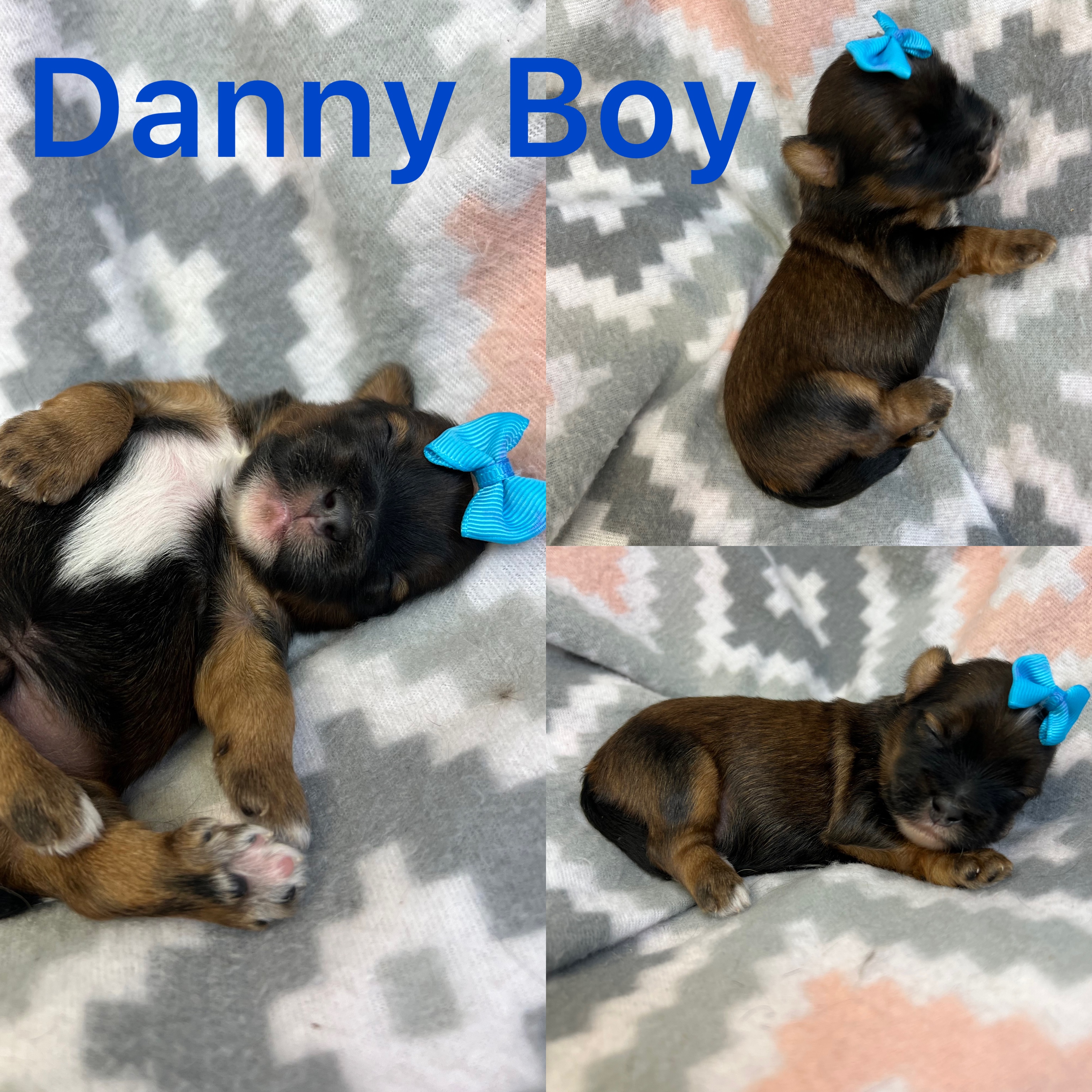 Danny boy! AVAILABLE click on pic for info