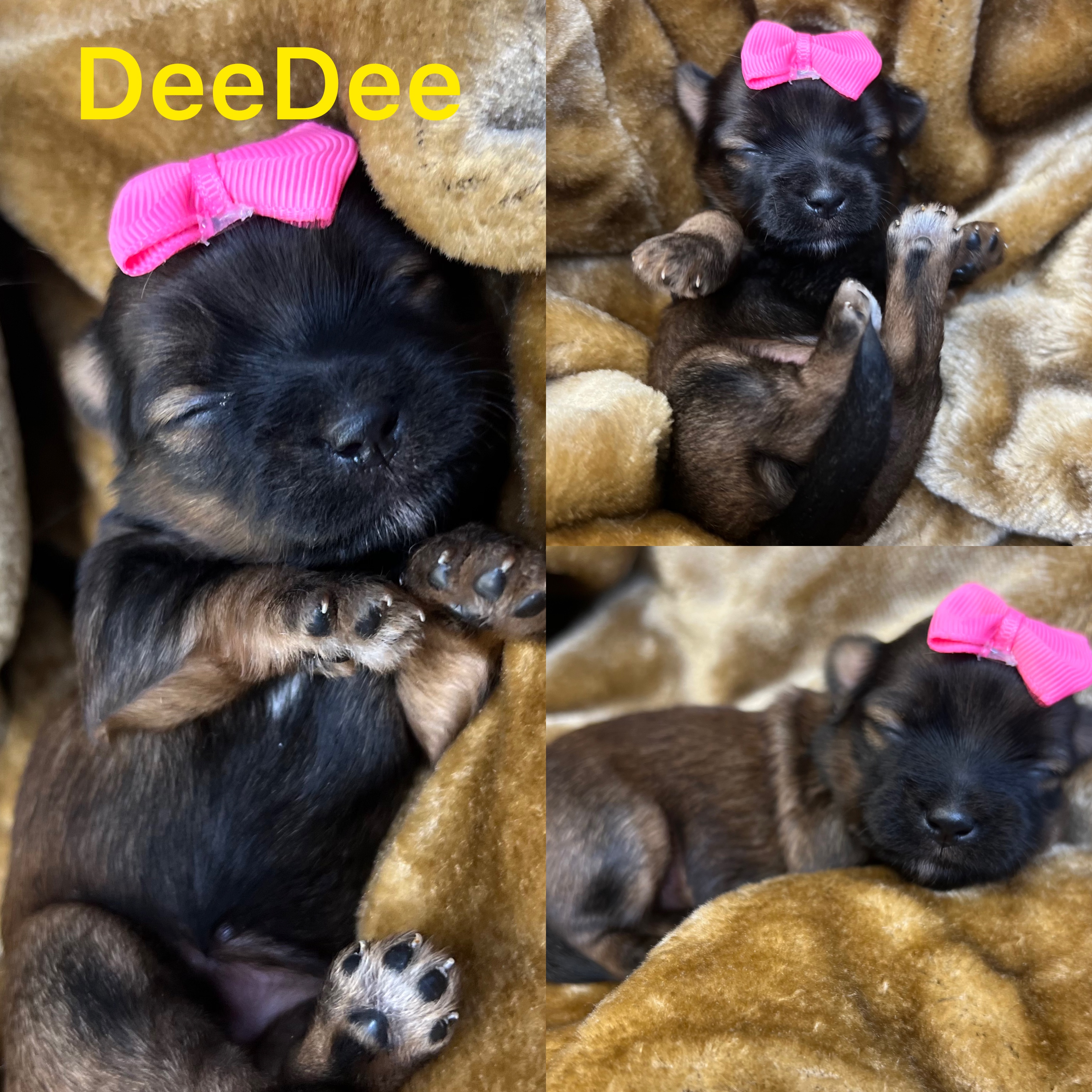 Dee Dee is AVAILABLE  girl click on pic for info