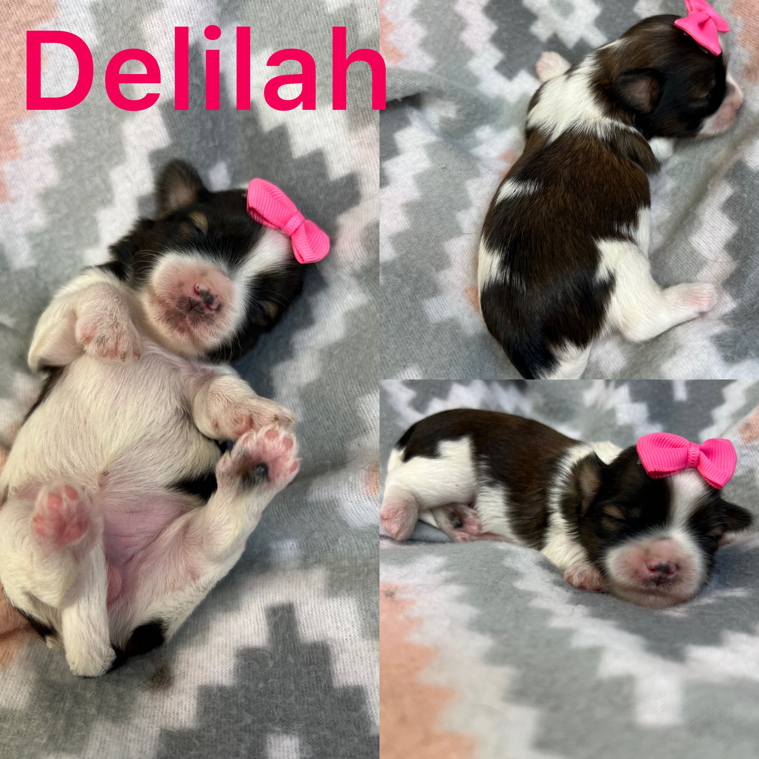 Delilah is AVAILABLE  female click on pic for info
