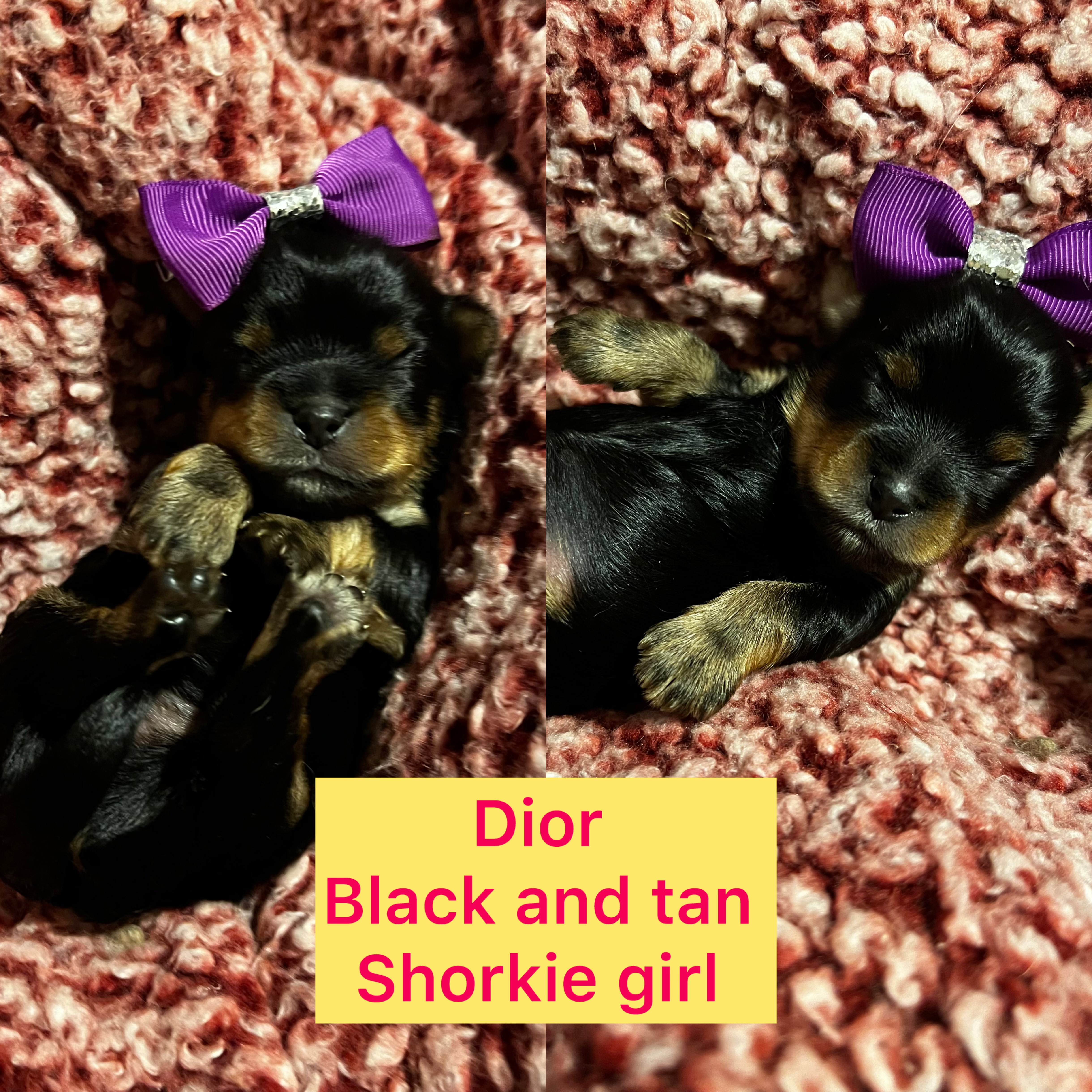 Dior AVAILABLE Tiny shorkie girl click on pic for info