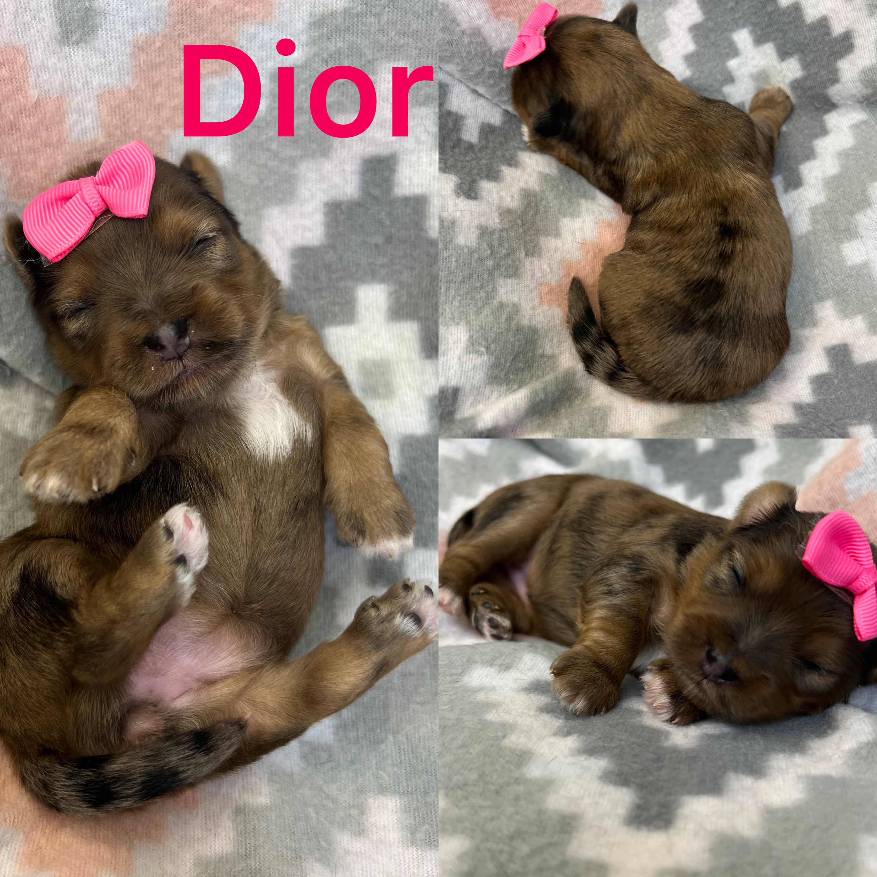 Dior is ADOPTED