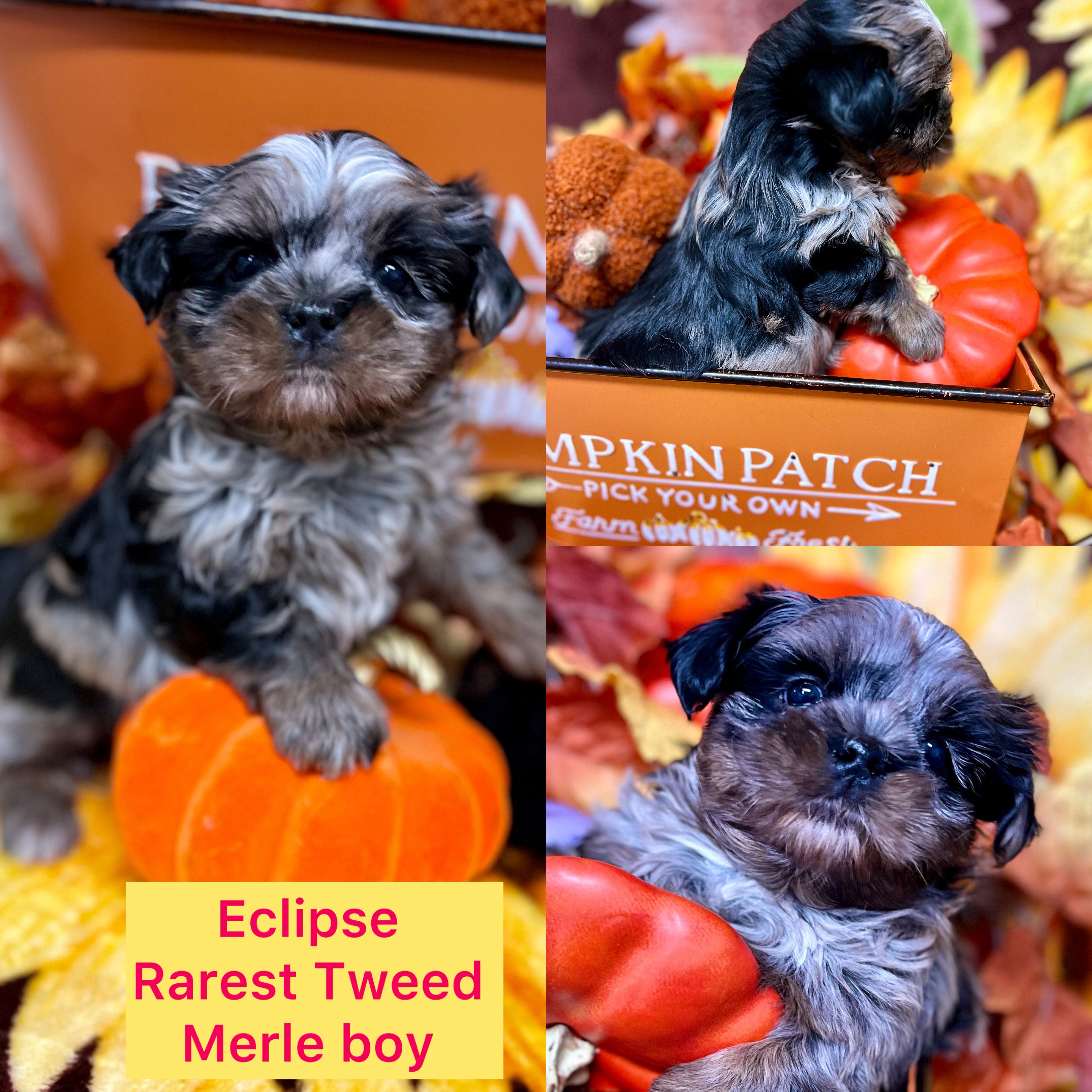 Eclipse "rare rare  ! Tweed Merle, Shorkie Boy Click on pic for info