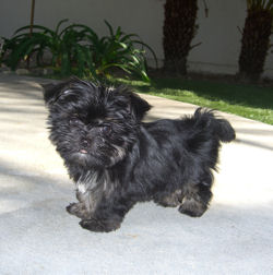are shorkies hypoallergenic are shorkies hypoallergenic