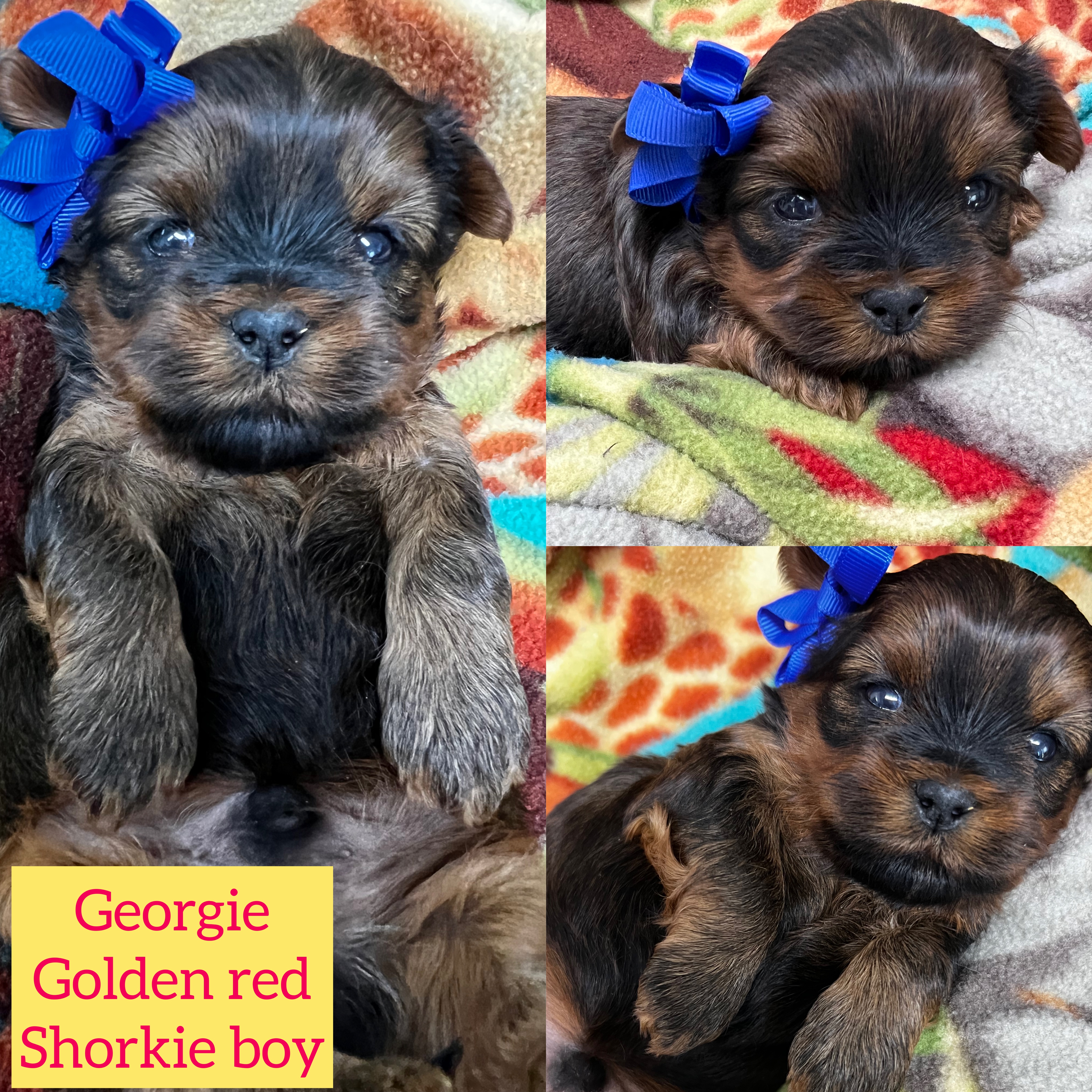 Georgie is adopted!