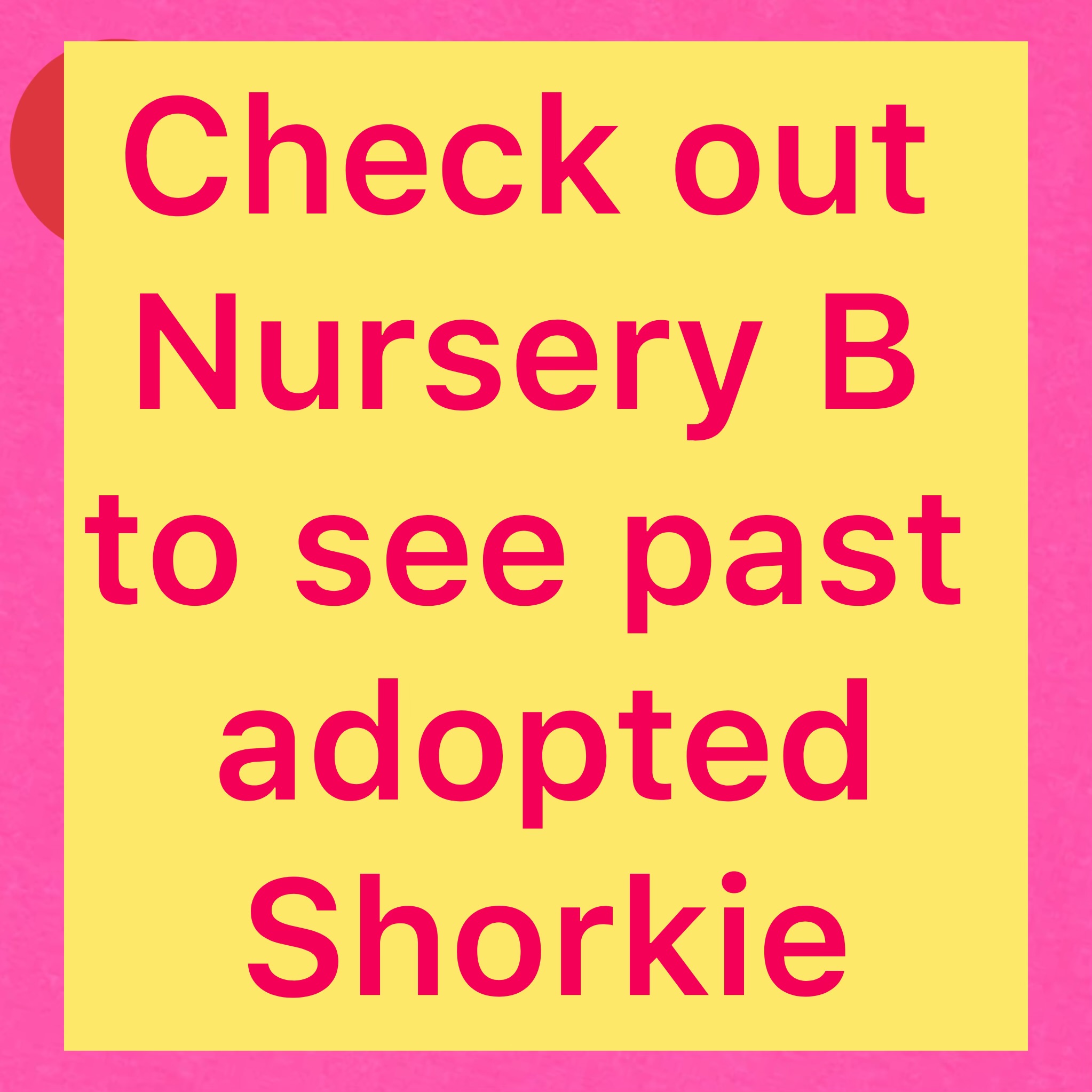 Go To Nursery B to see sons of past adopted shorkie puppies
