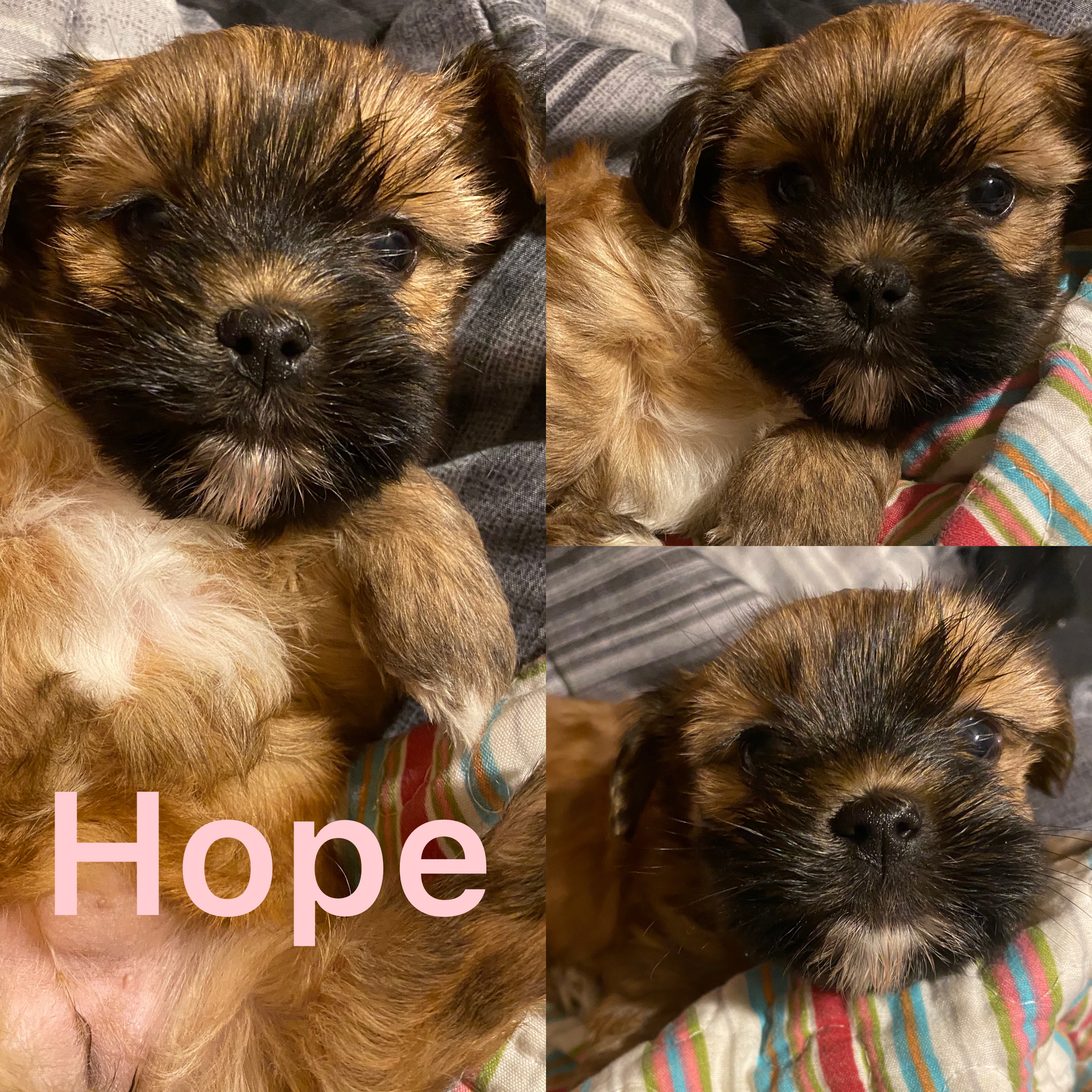 Hope ADOPTED not available