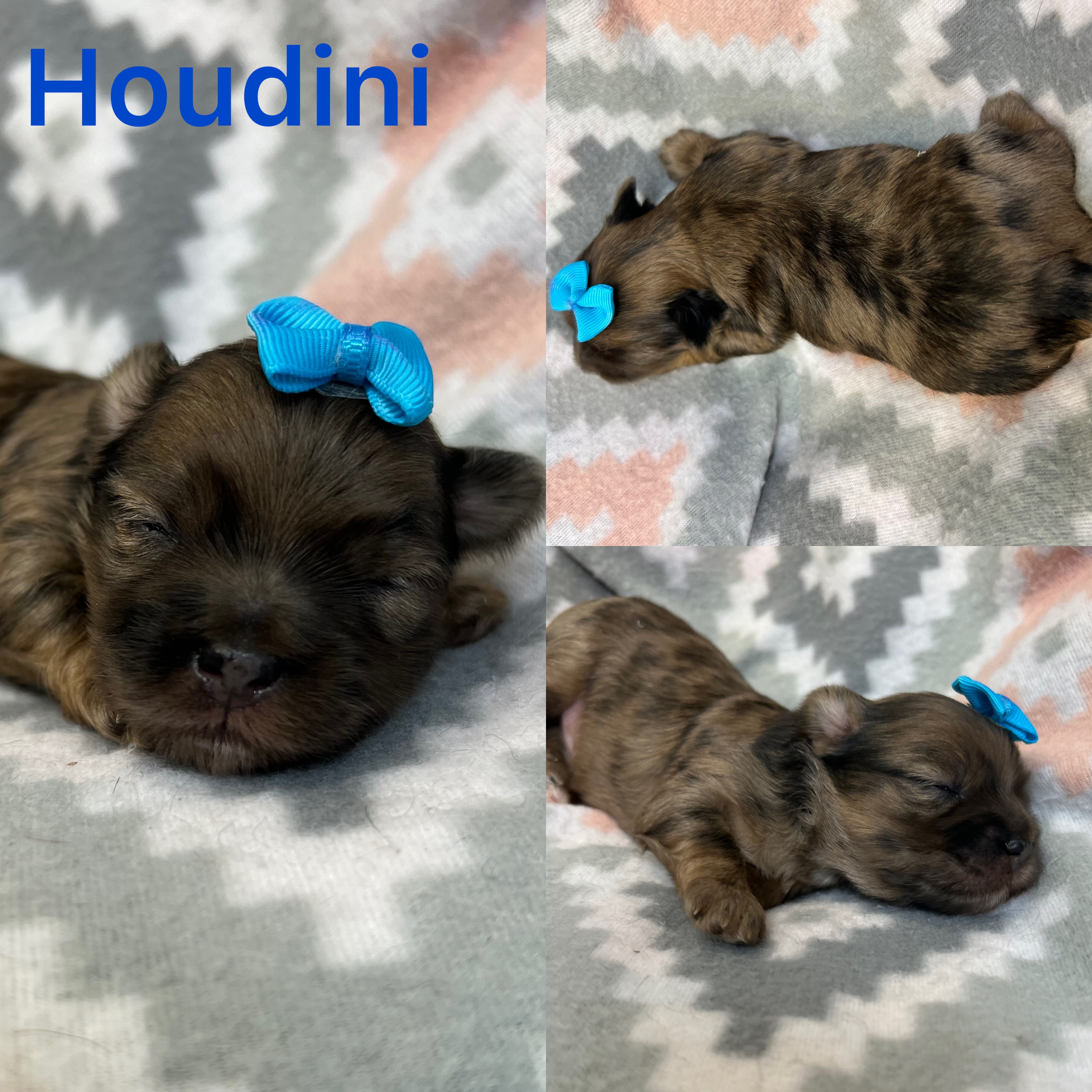 Houdini is ADOPTED