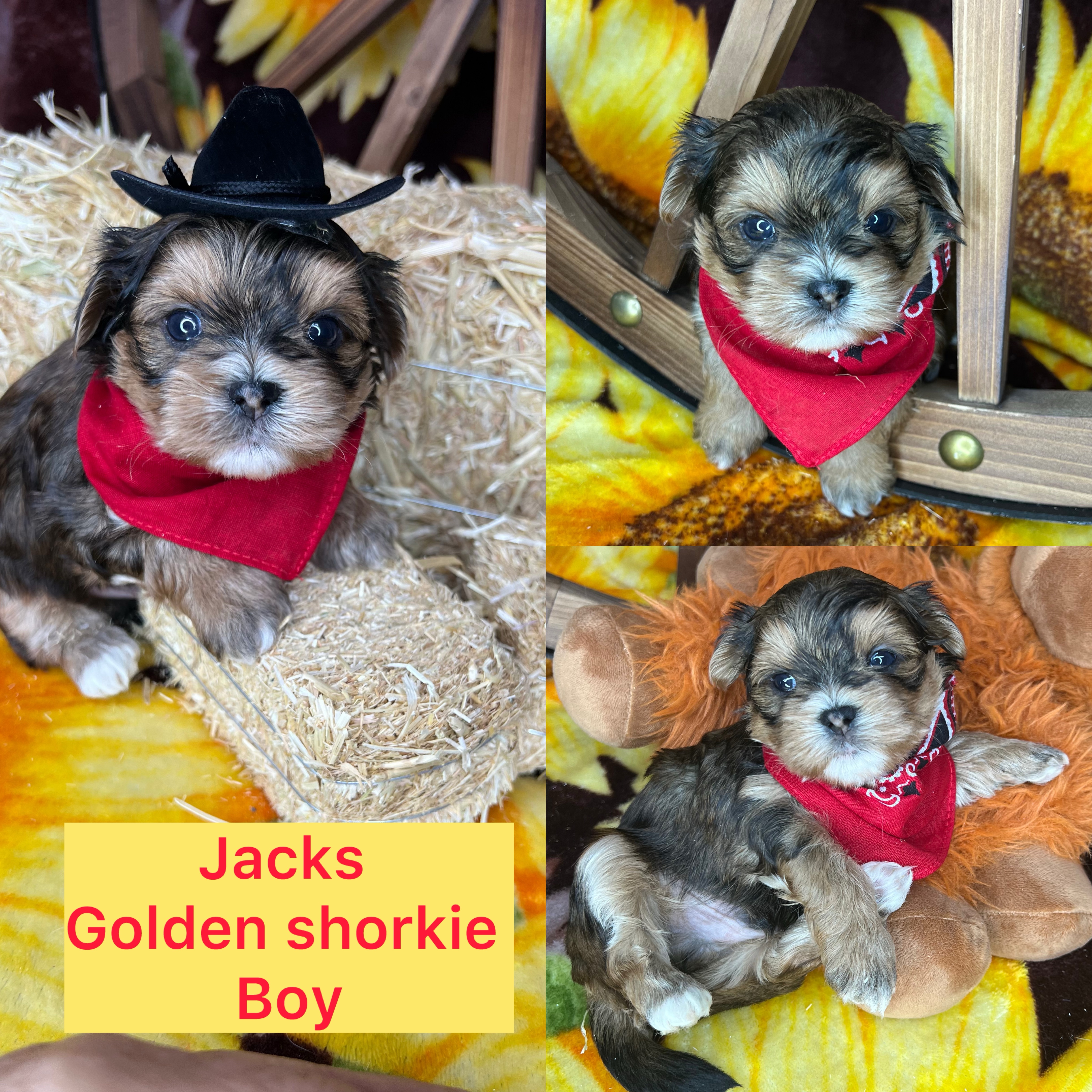 Jacks! Golden shorkie boy click on pics for info