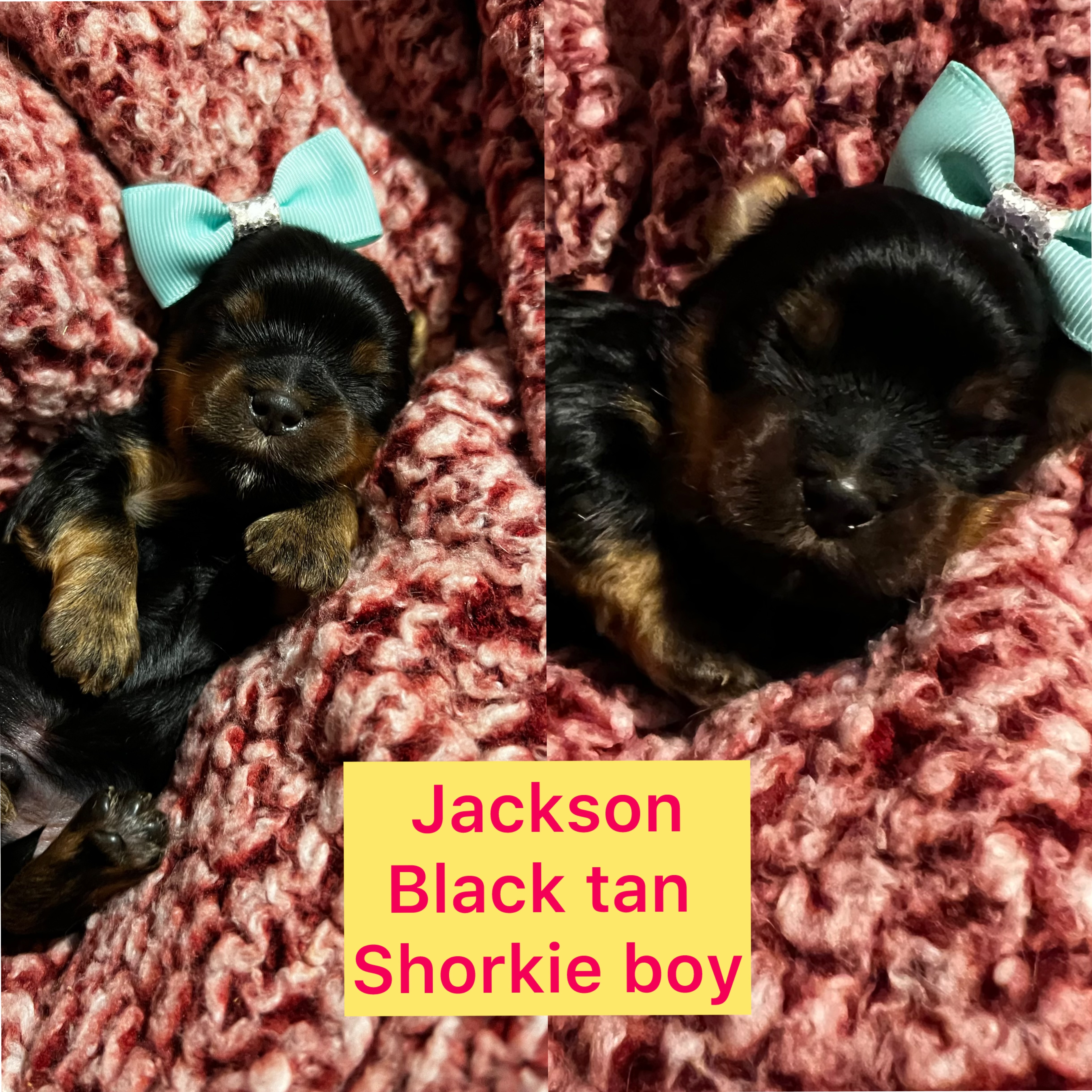 Jackson AVAILABLE shorkie boy click on pic for info