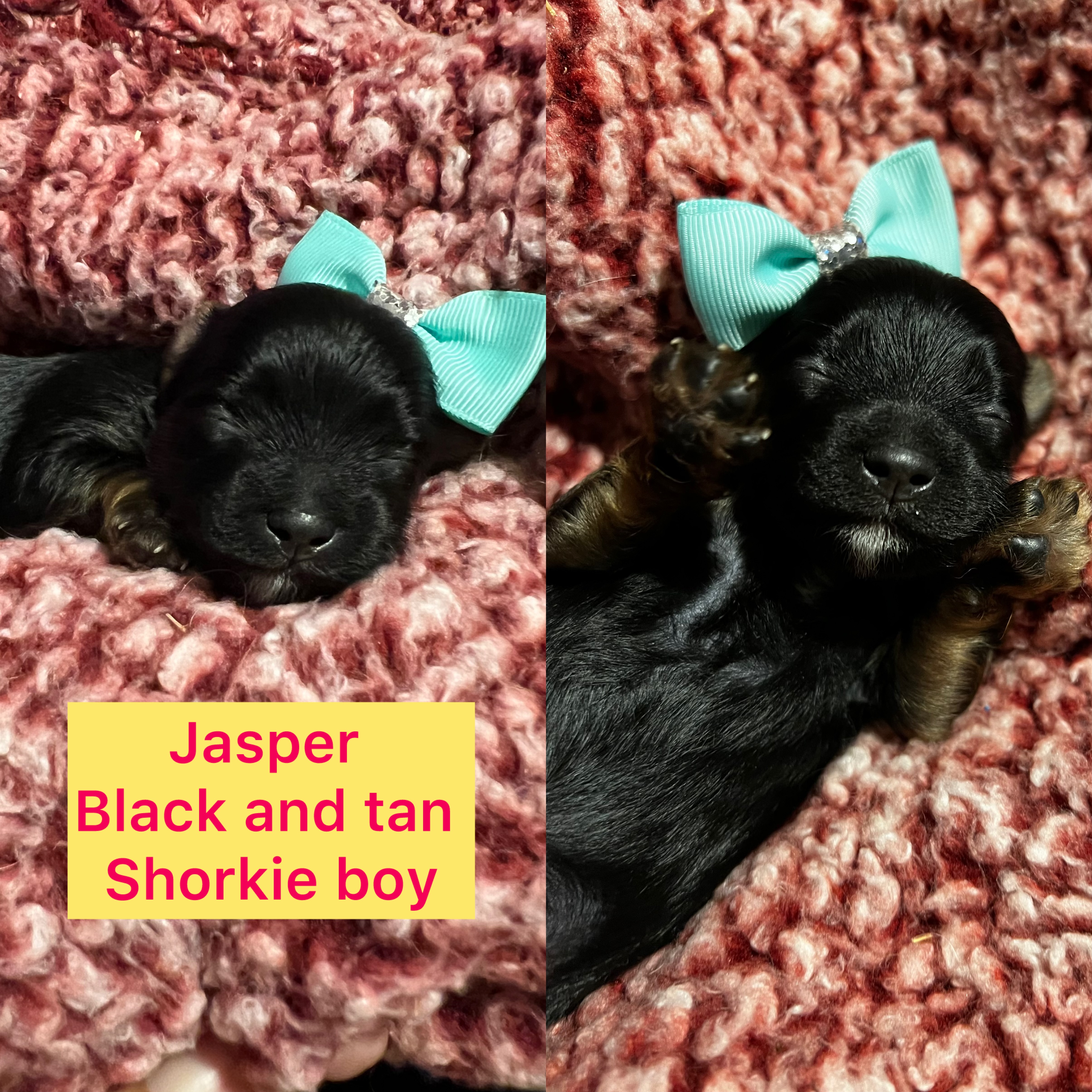 Jasper AVAILABLE shorkie boy click on pic for info