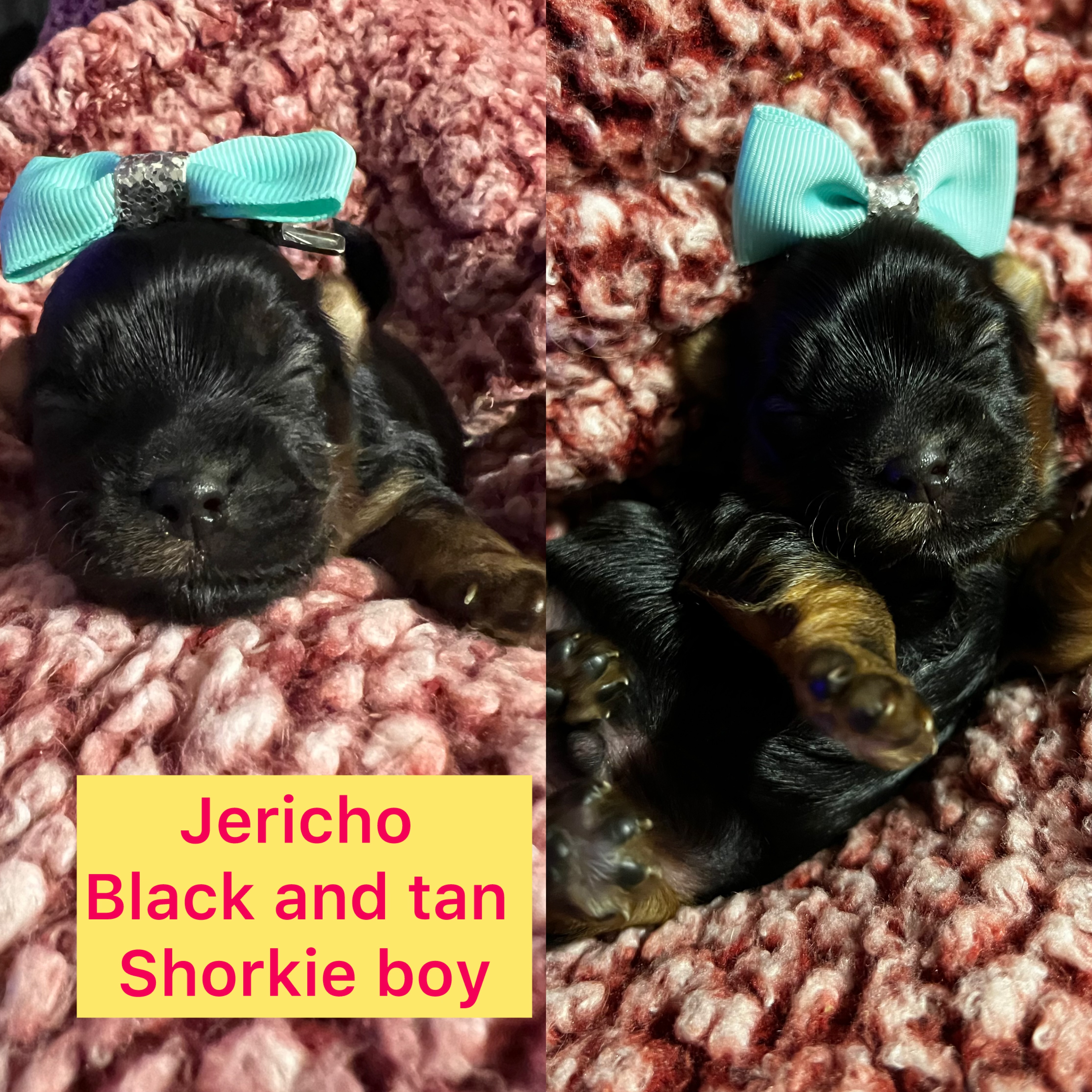 Jericho AVAILABLE shorkie boy click in pic for info