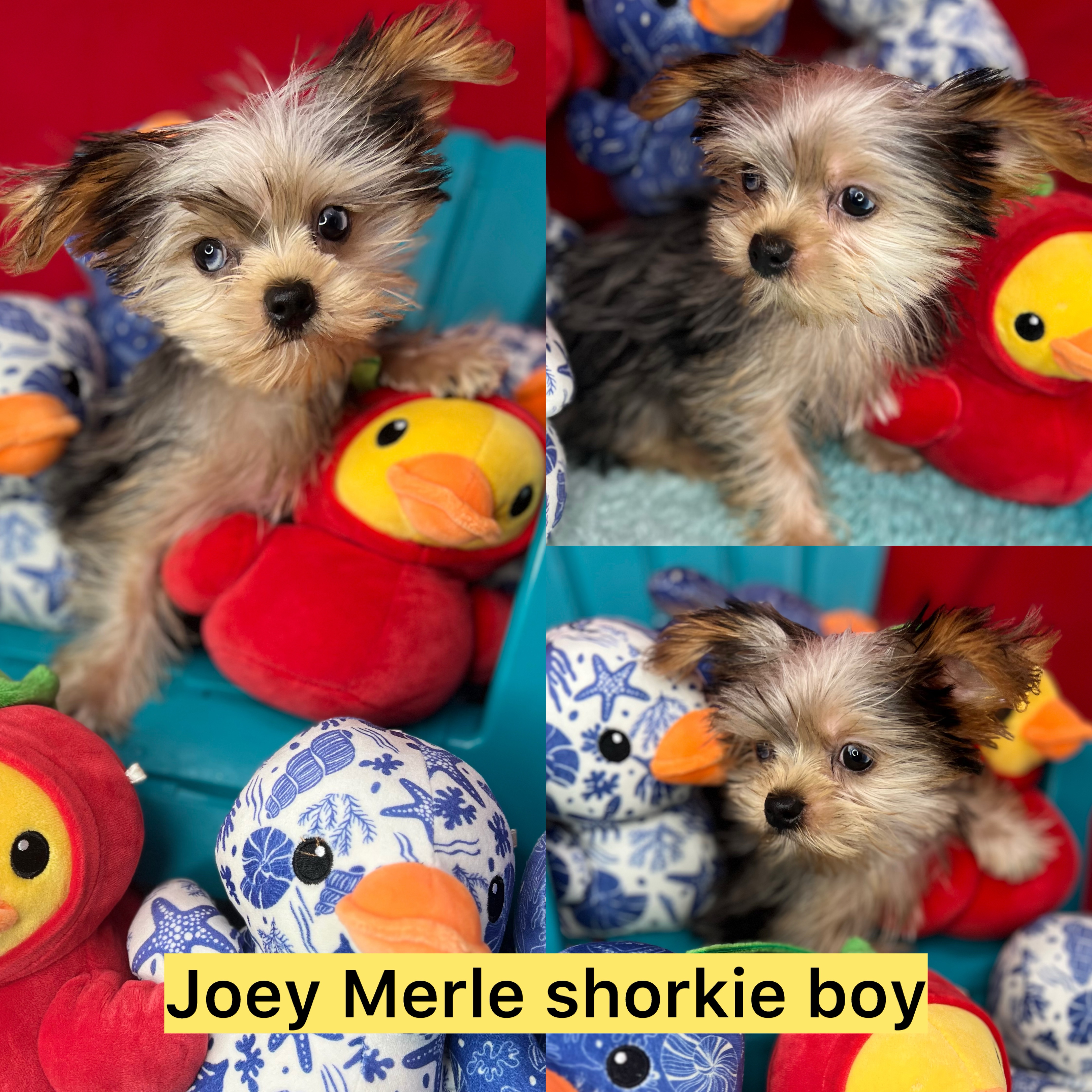 Joey ADOPTED!