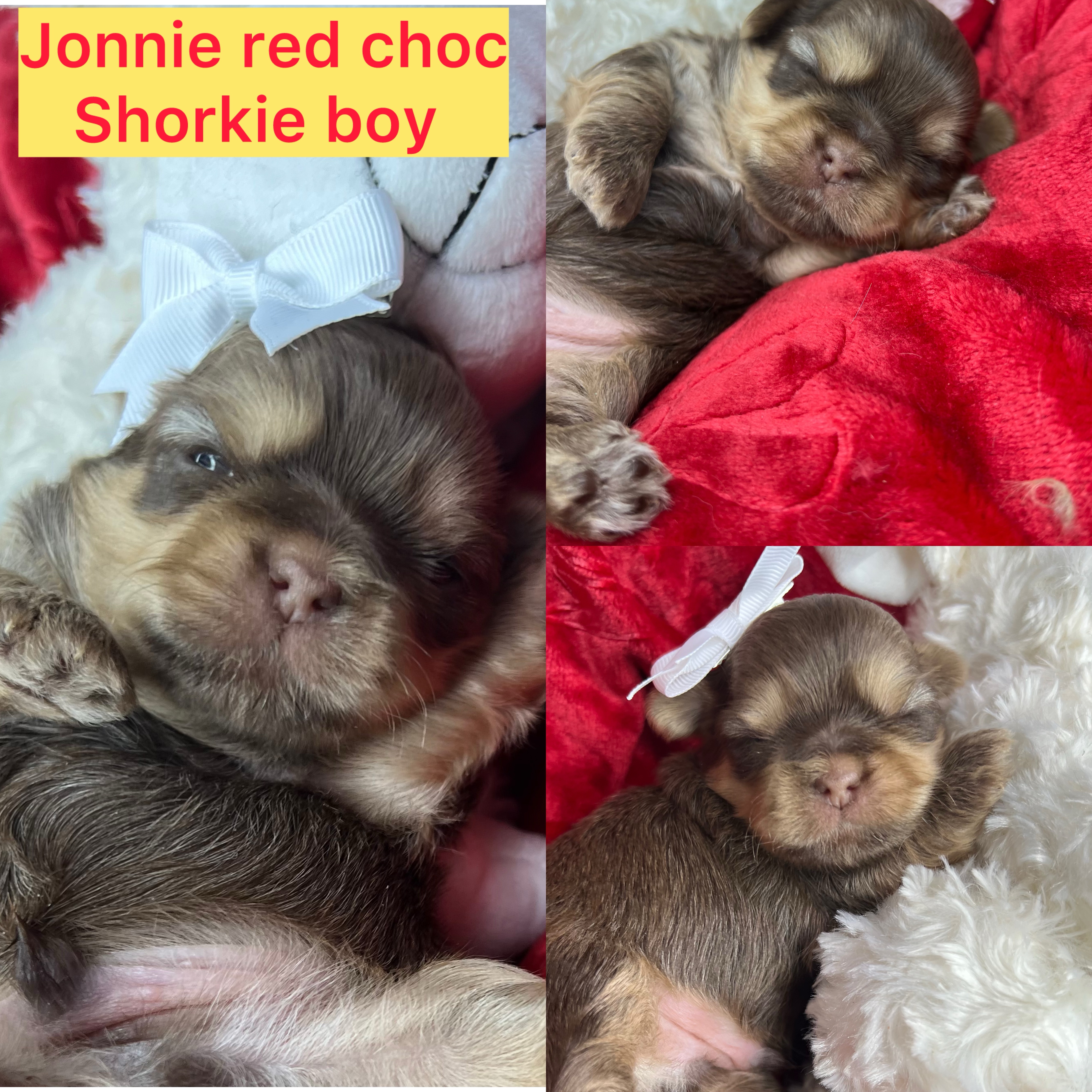Johnnie ( rare) AVAILABLE red choc boy click on pics for info