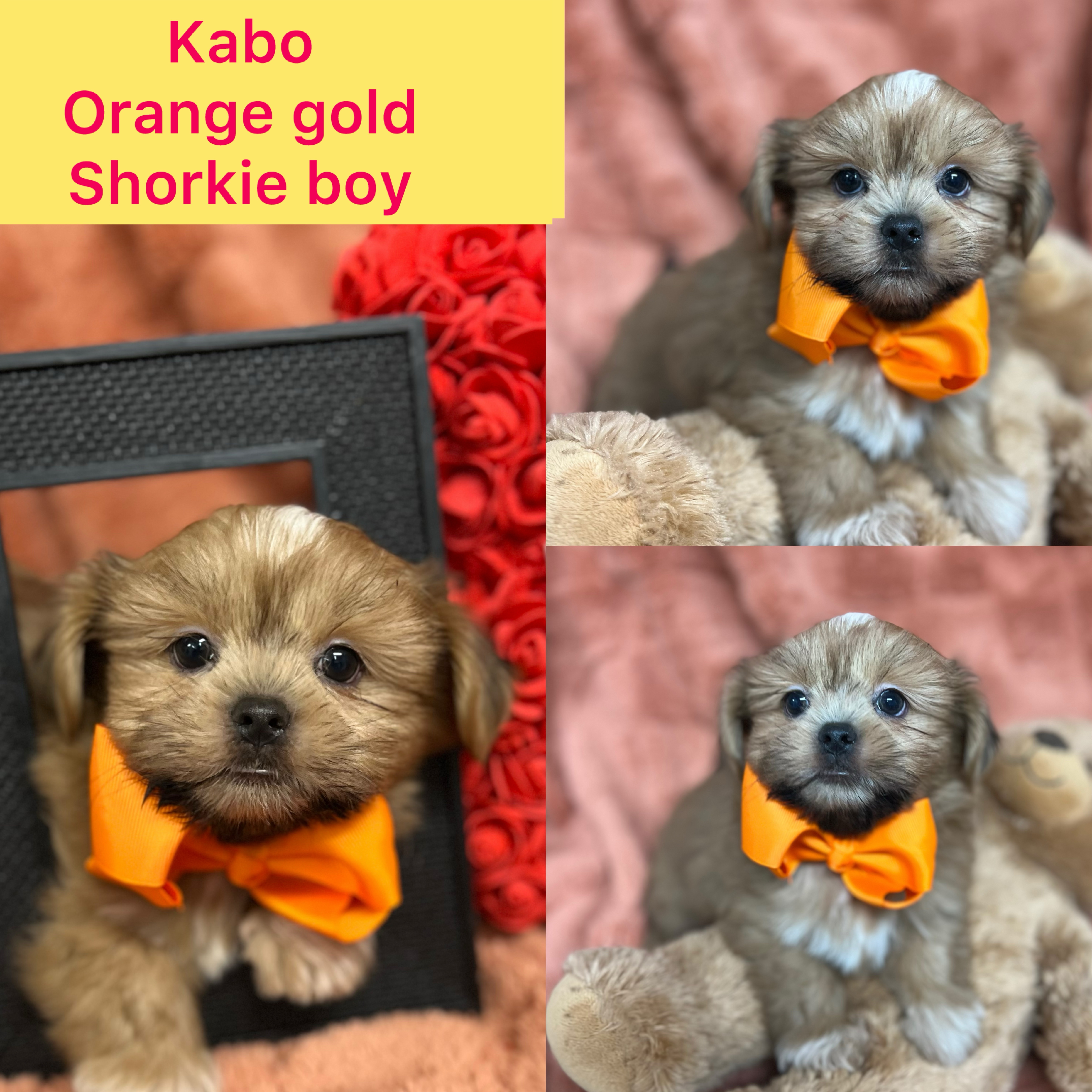 Kabo is ADOPTED red shorkie boy. Click on pic for info