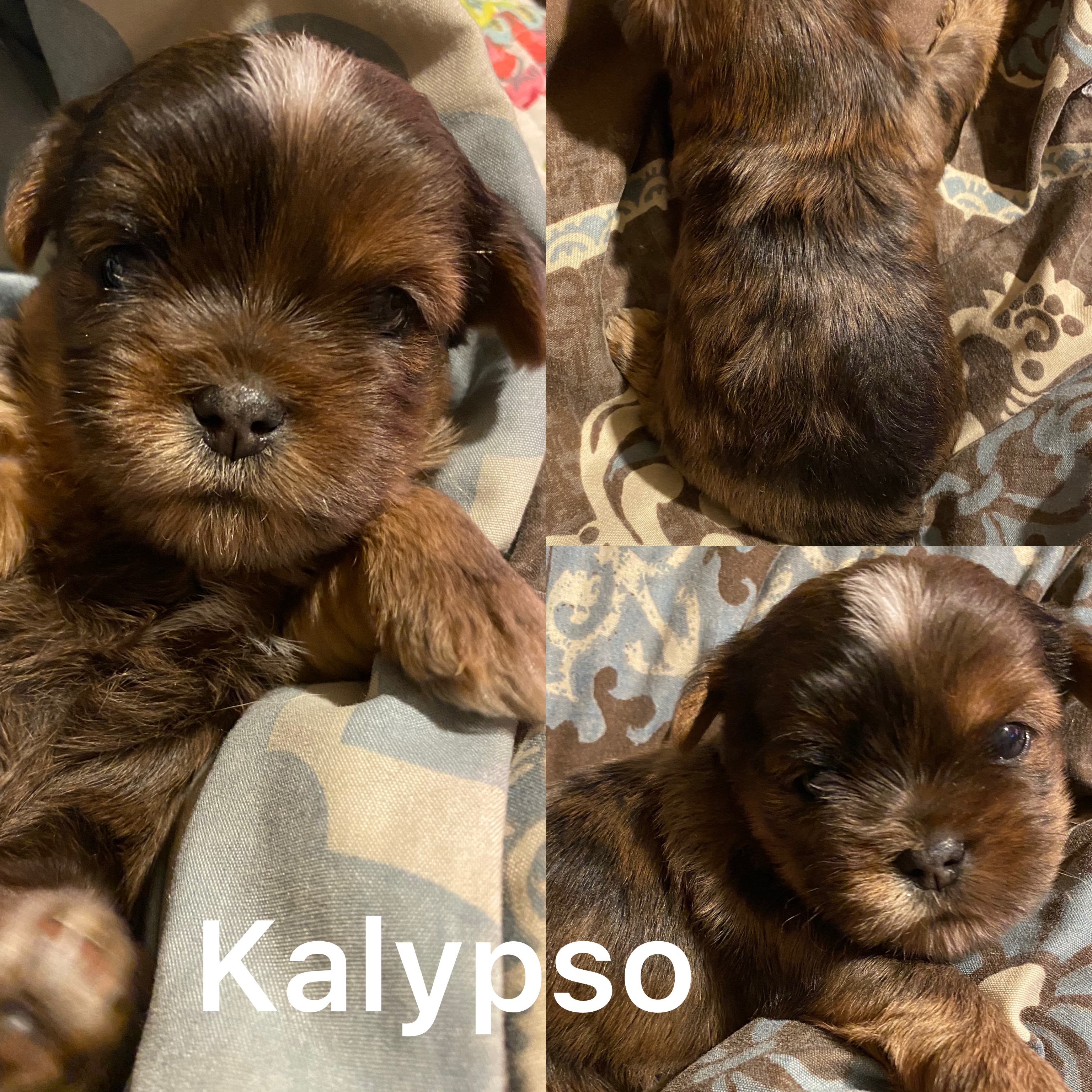 Kalypso is ADOPTED! Not available