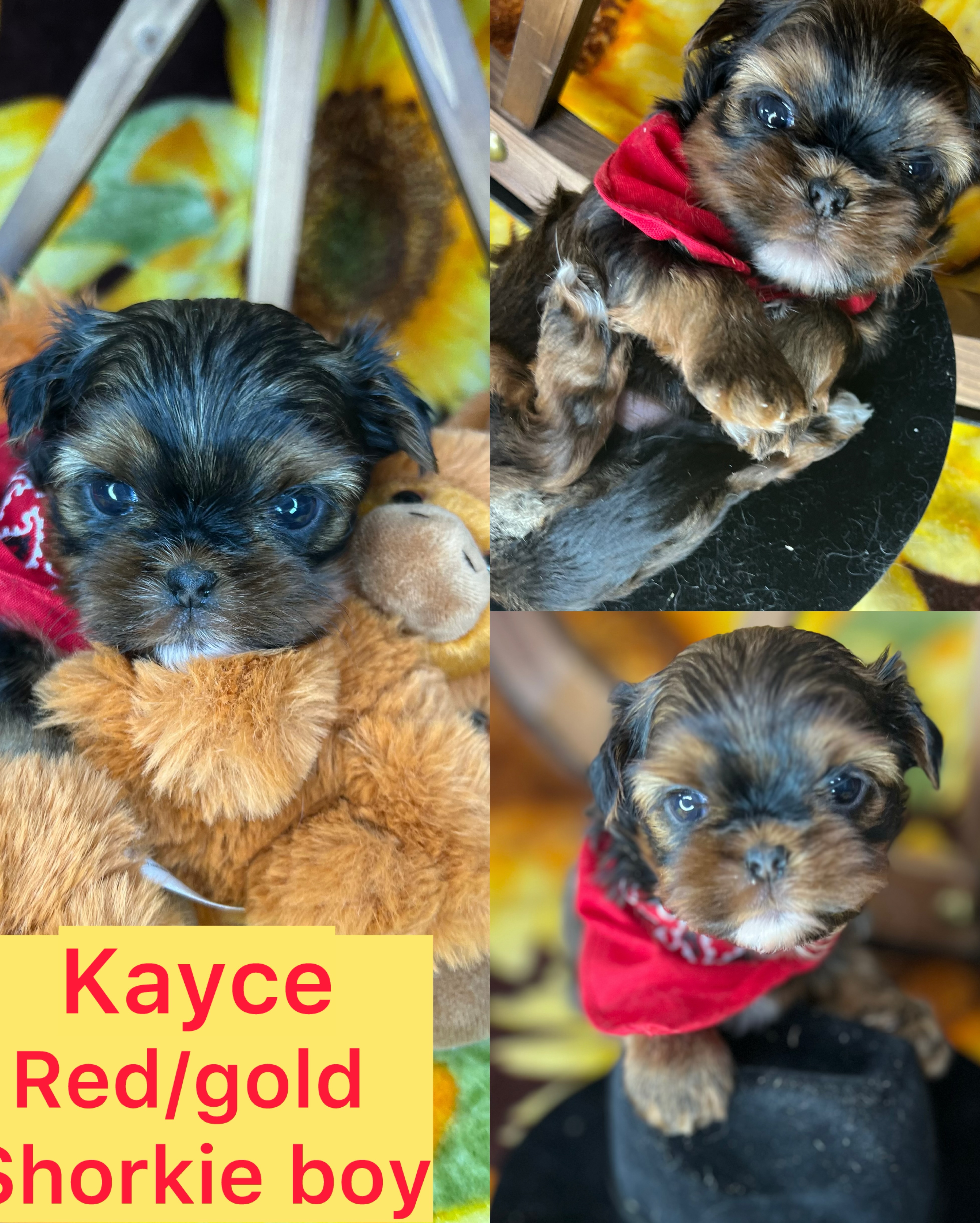 Kayce  extreme baby doll face Shorkie boy click on pic for info