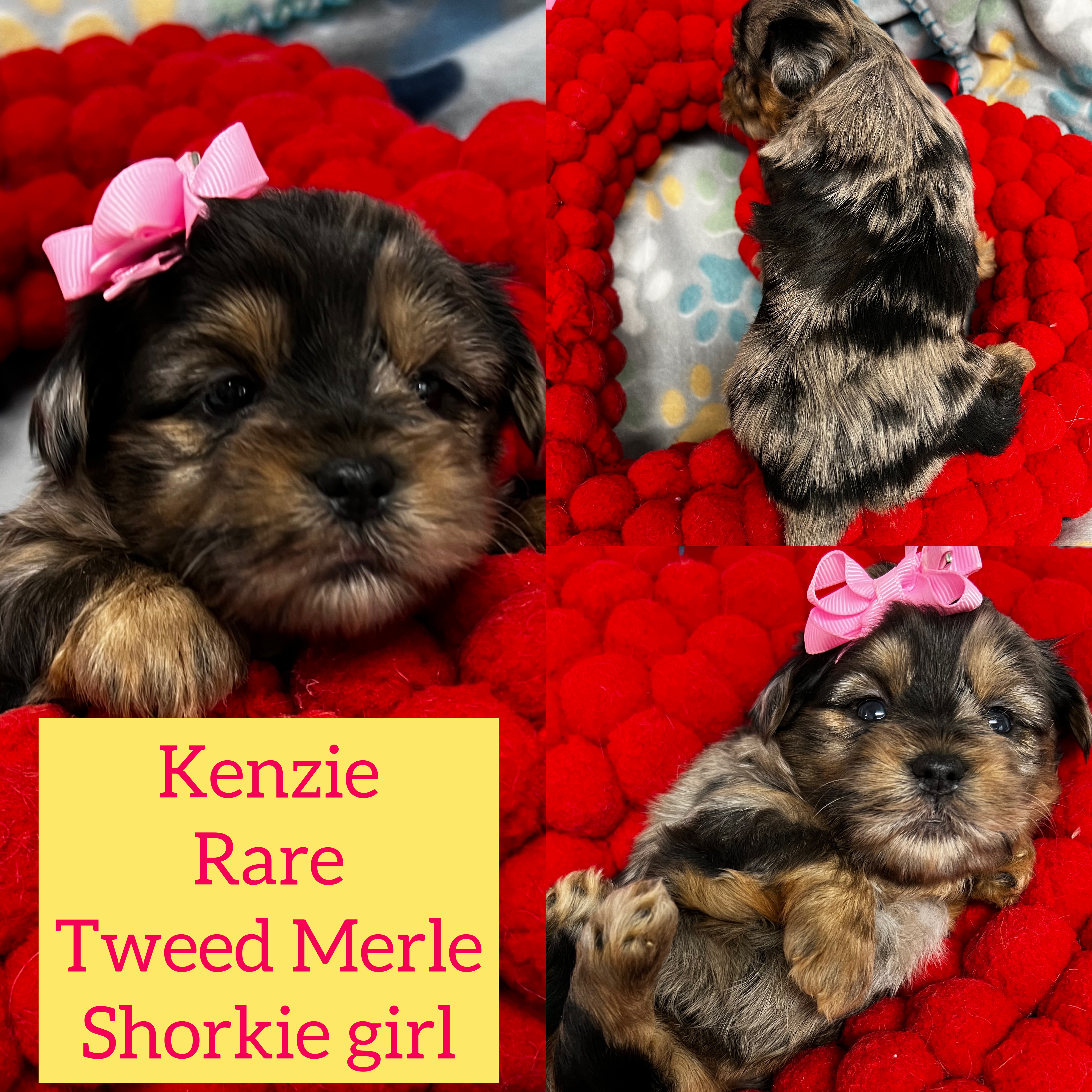 Kenzie Rare tweed blackberry Merle Shorkie girl click on pic for info