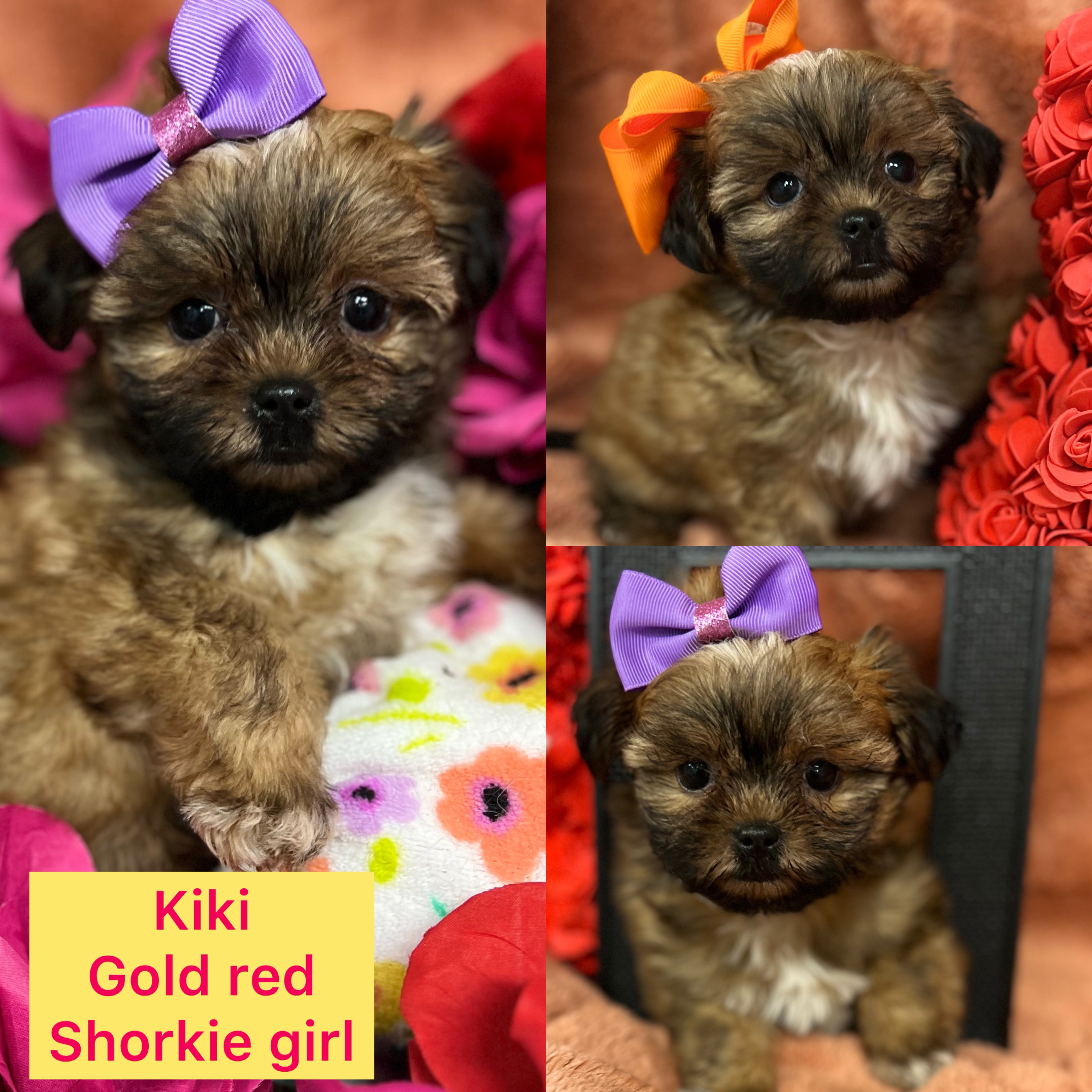 Kiko ADOPTED Gold red girl extreme teddy bear face click on pic for info