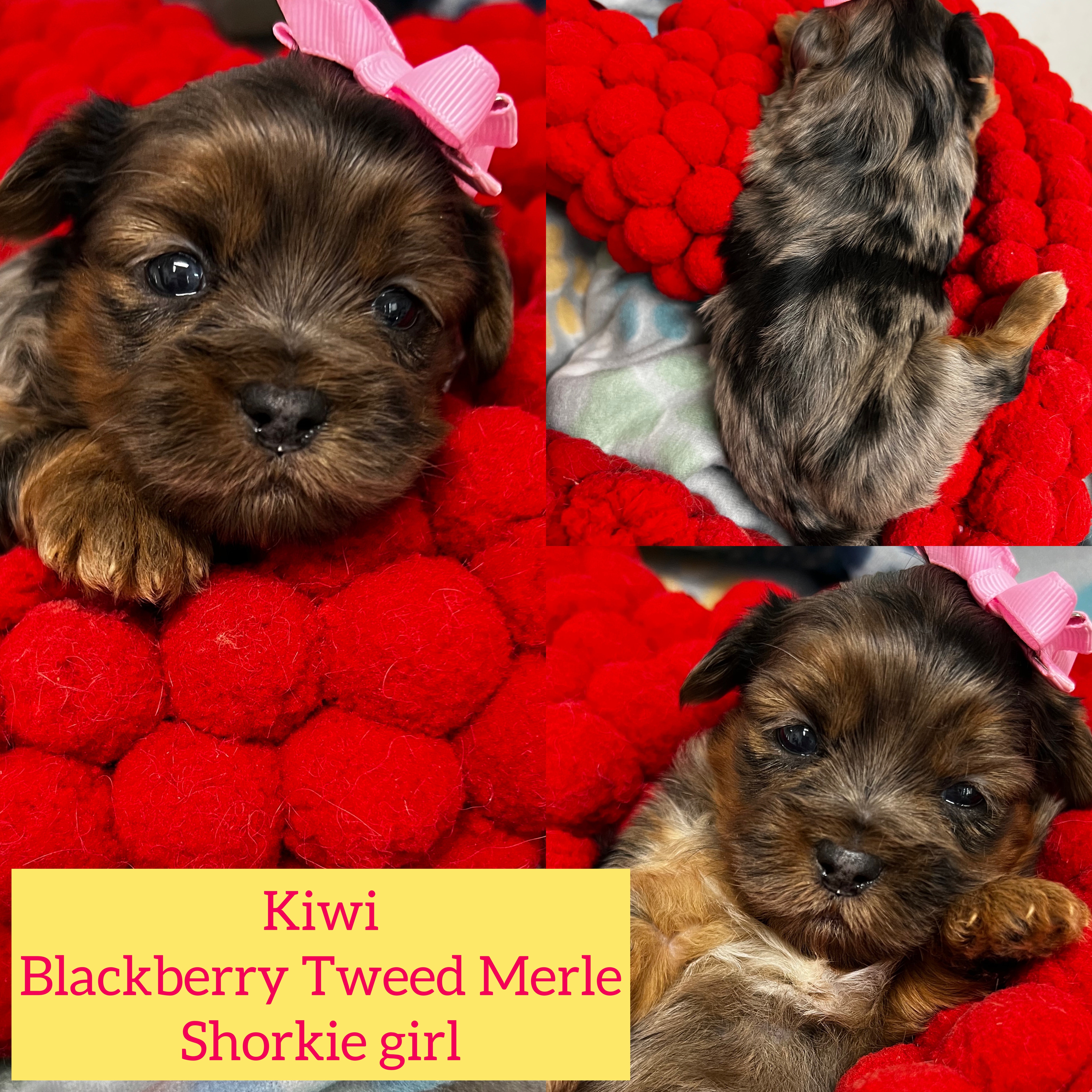 Kiwi RARE blackberry tweed Merle girl Shorkie click on pic for info