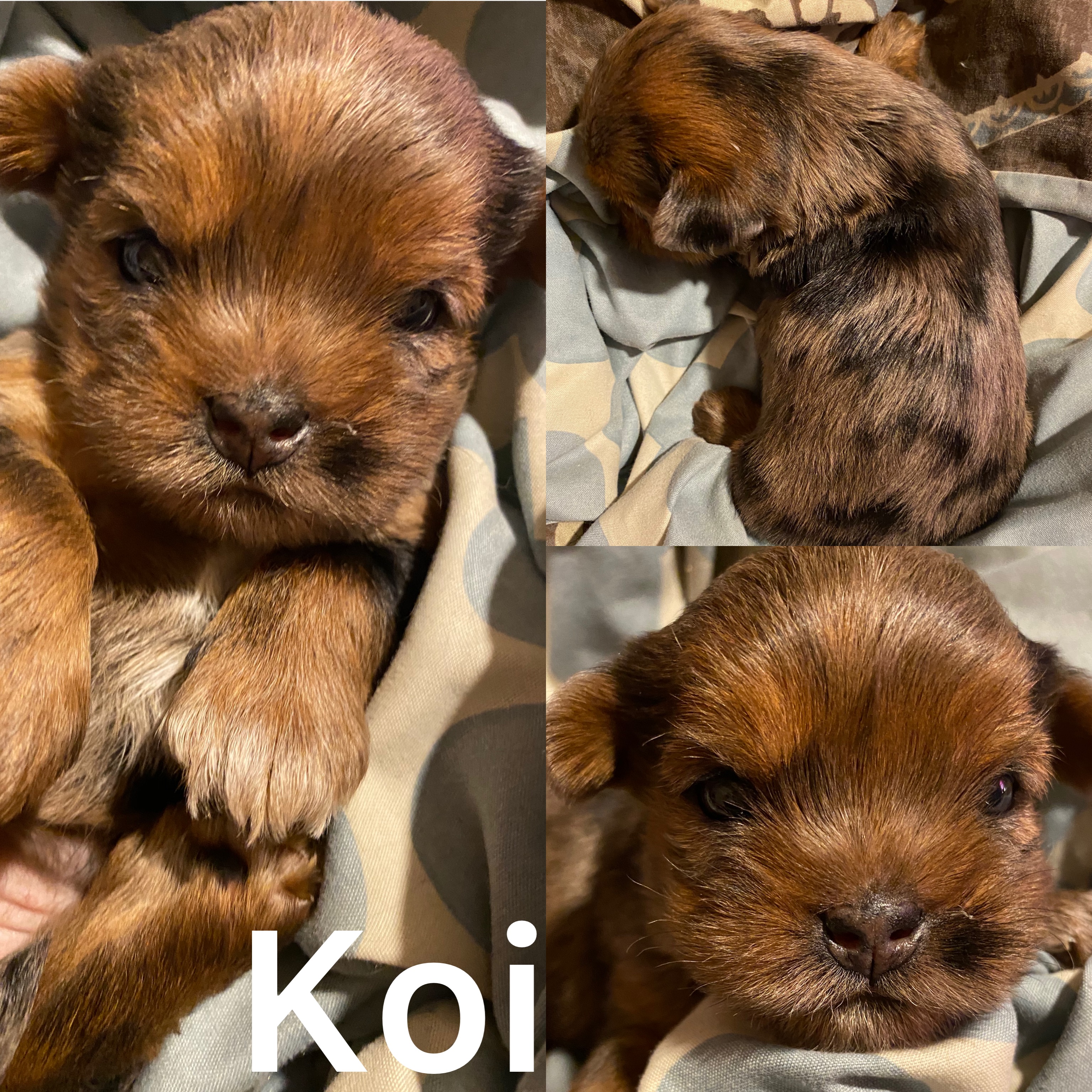 KOI is ADOPTED Not available