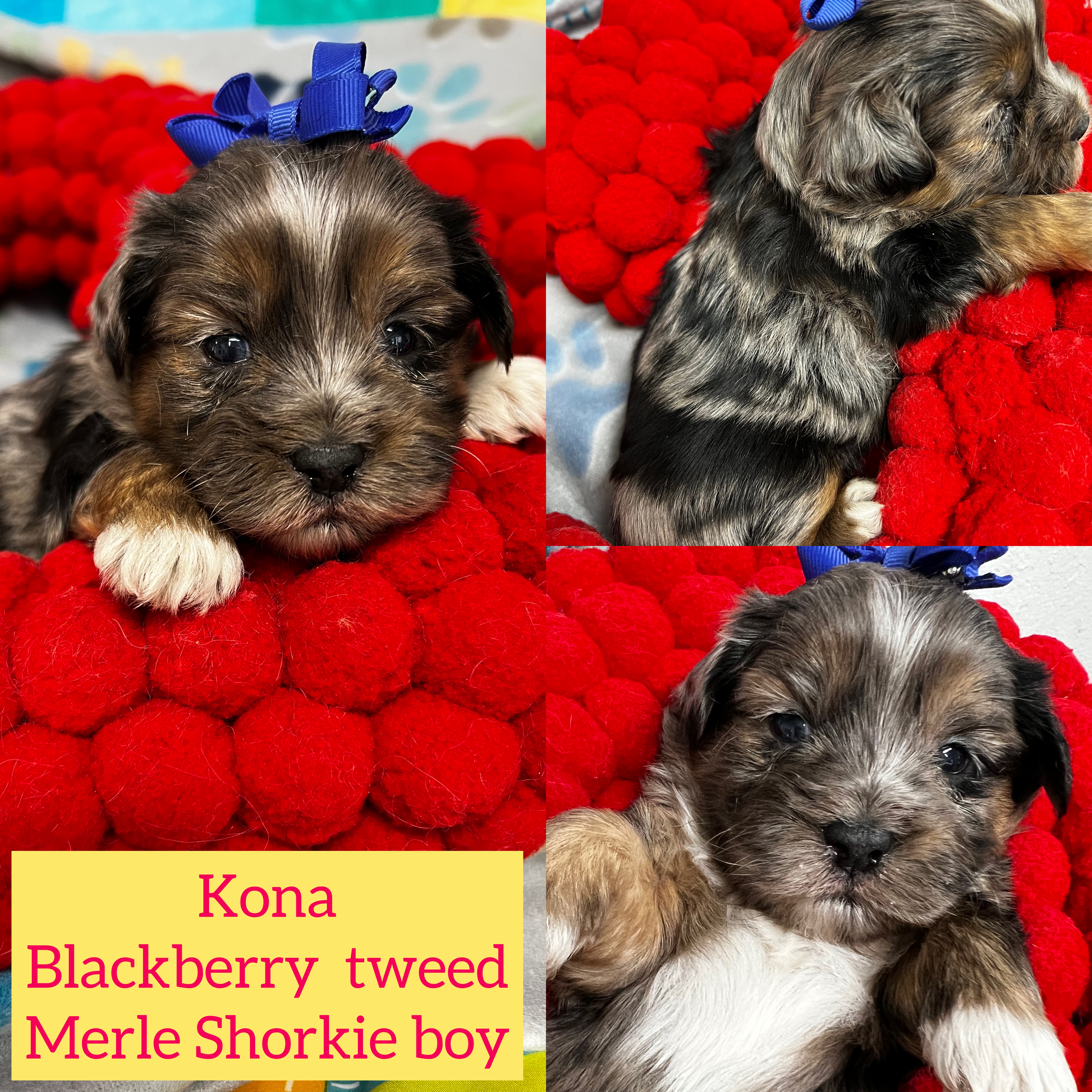 Kona RARE Blackberry Tweed Merle Shorkie boy click pic for inform