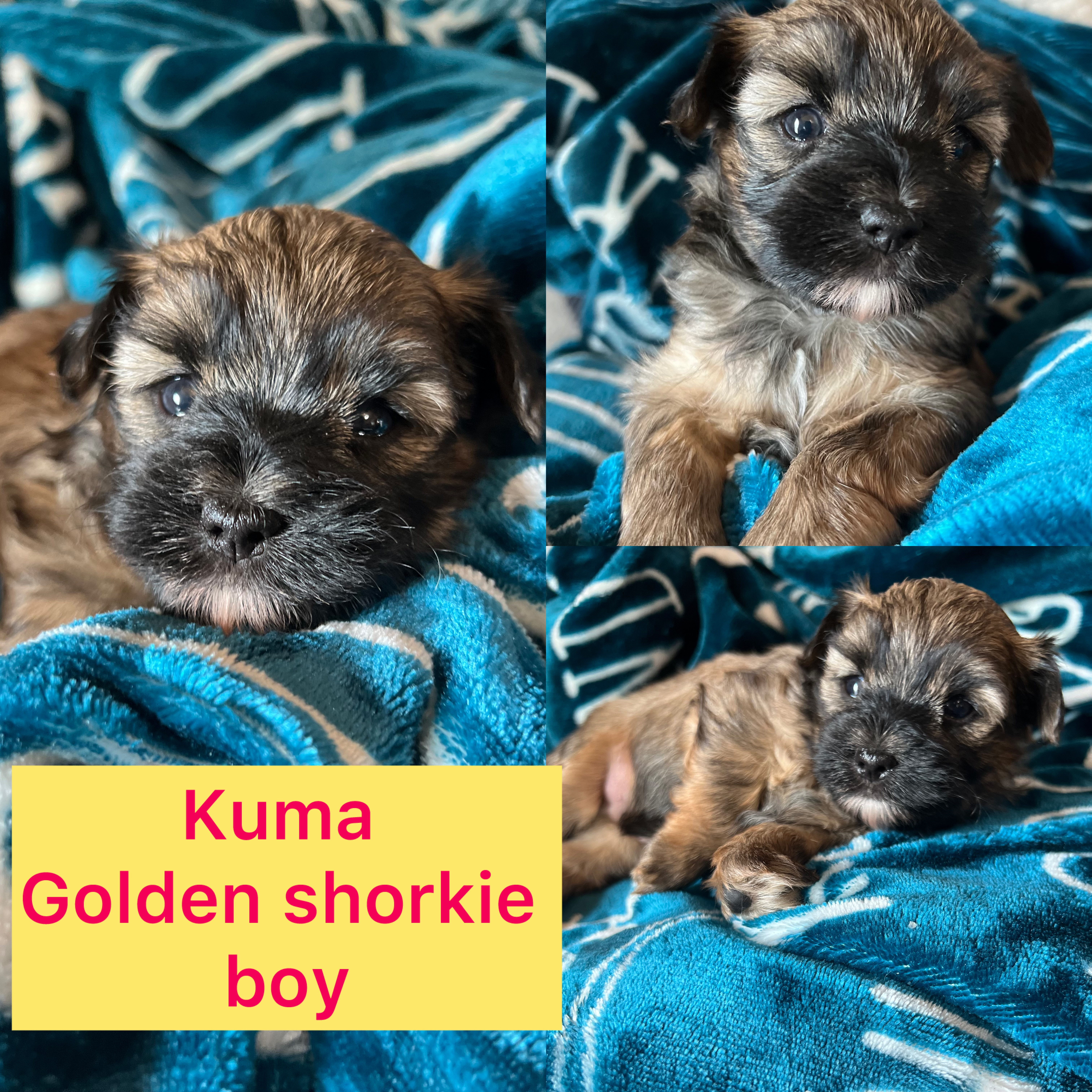 Kuma IS ADOPTED