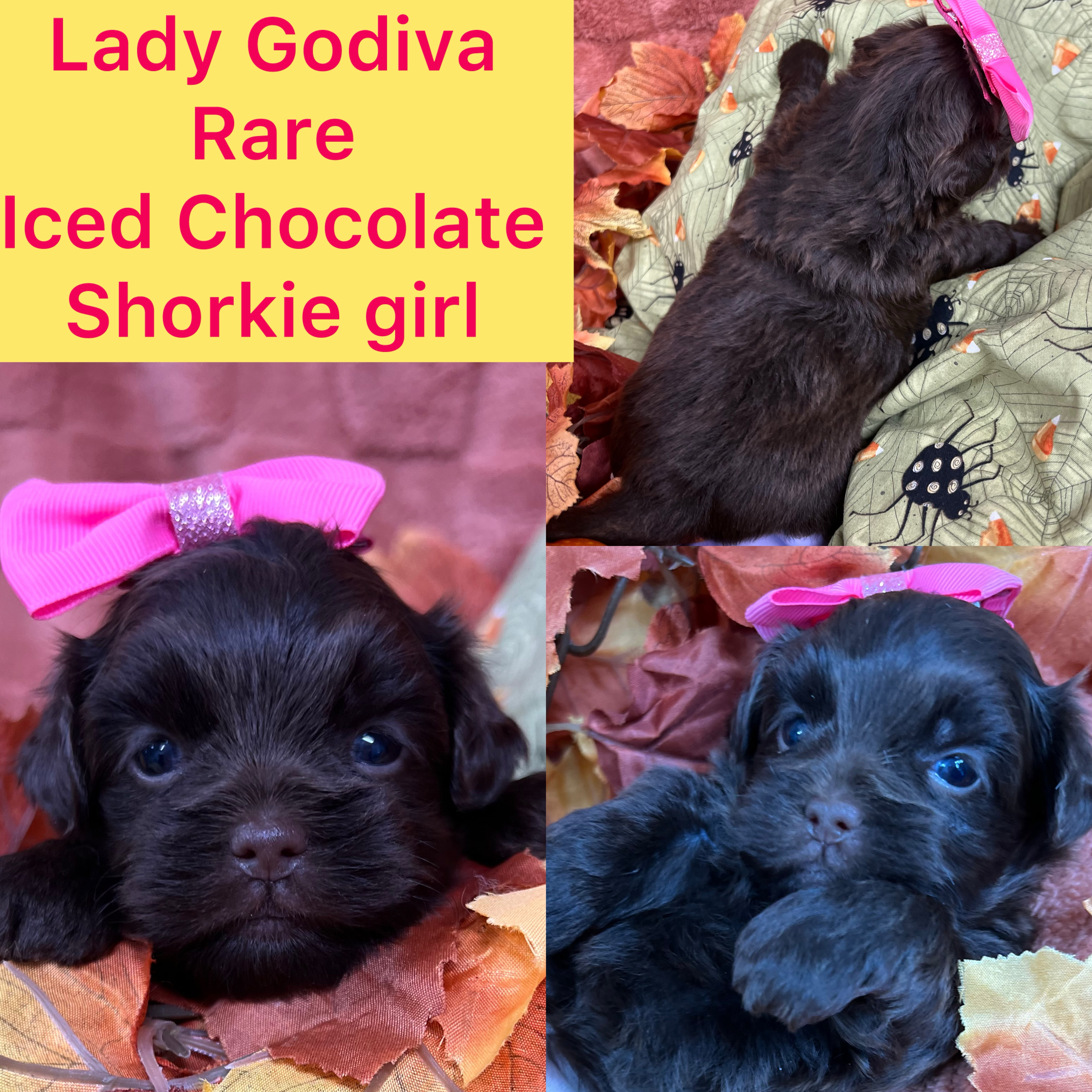 Lady Godiva ADOPTED!!!