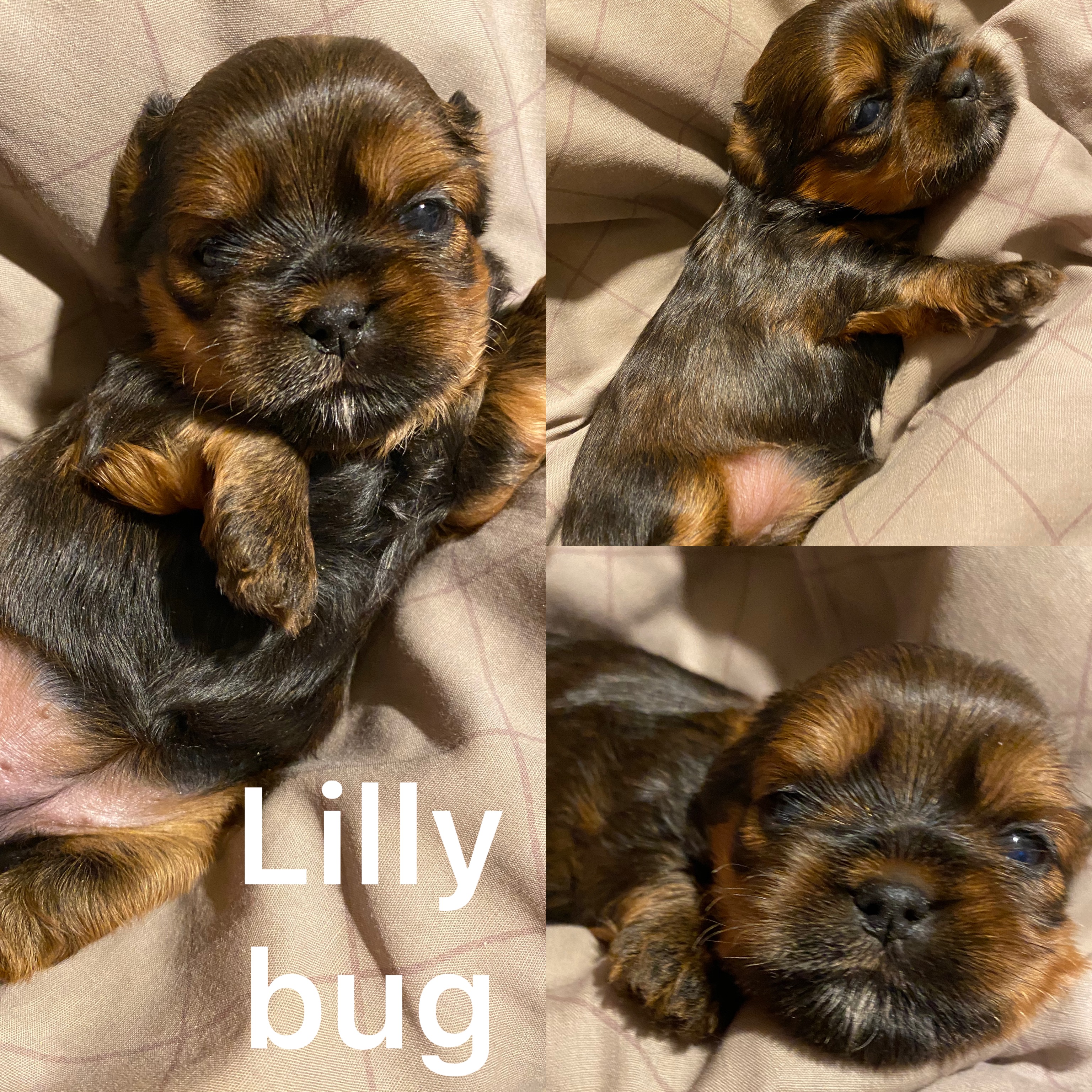 Lilly Bug ADOPTED not available