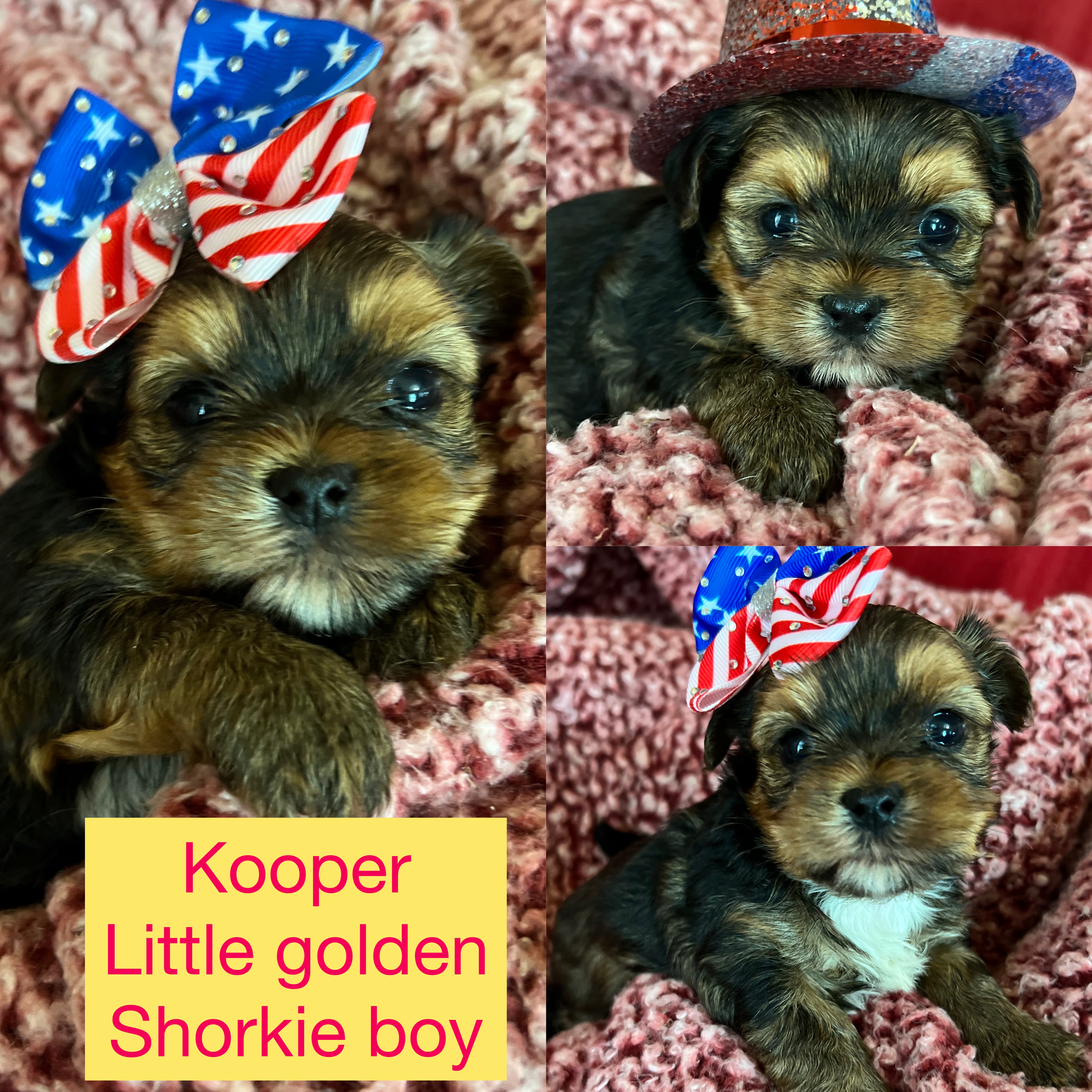 Little Kooper ADOPTED