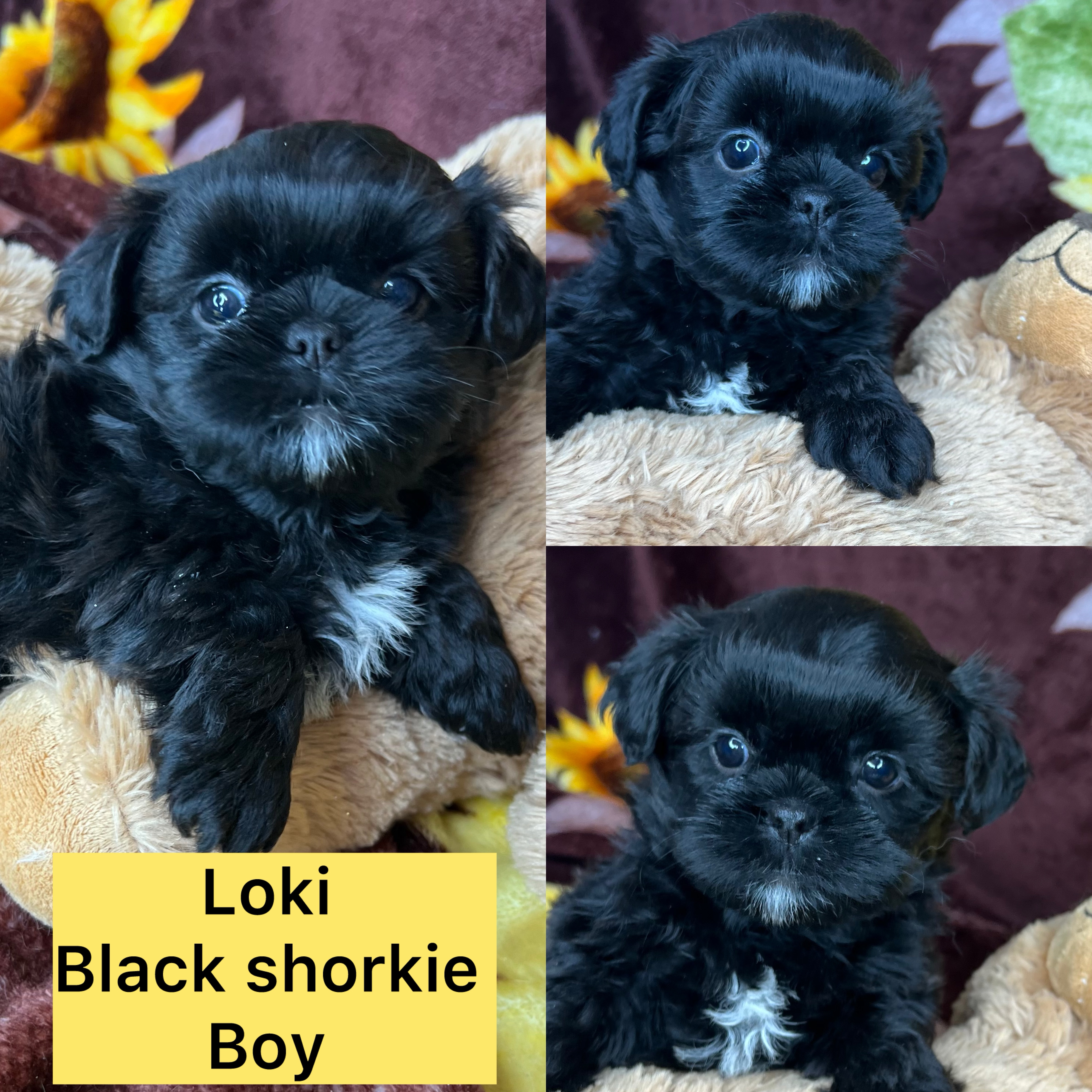 Loki is ADOPTED