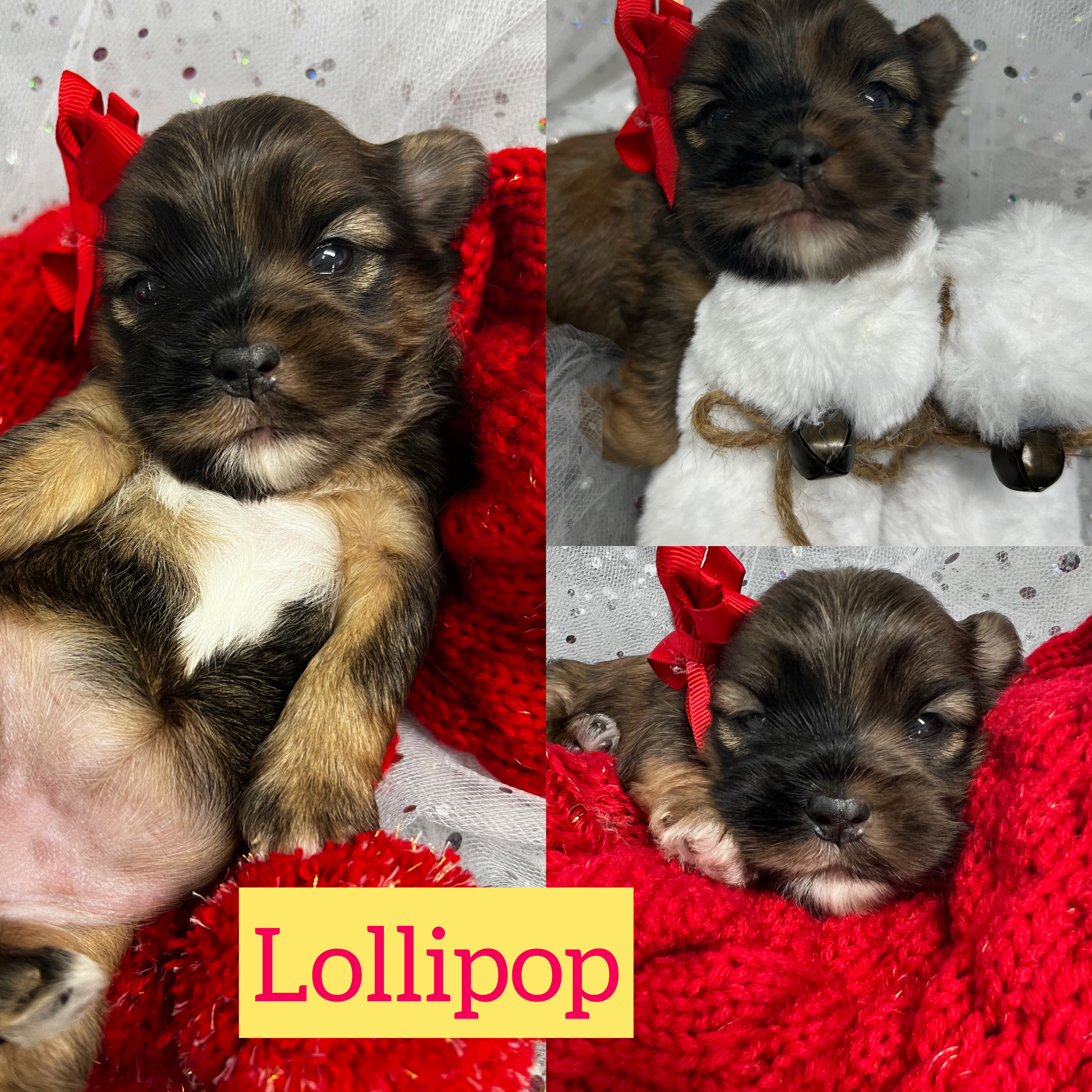 Lollipop ADOPTED! shorkie girl click on pic for info