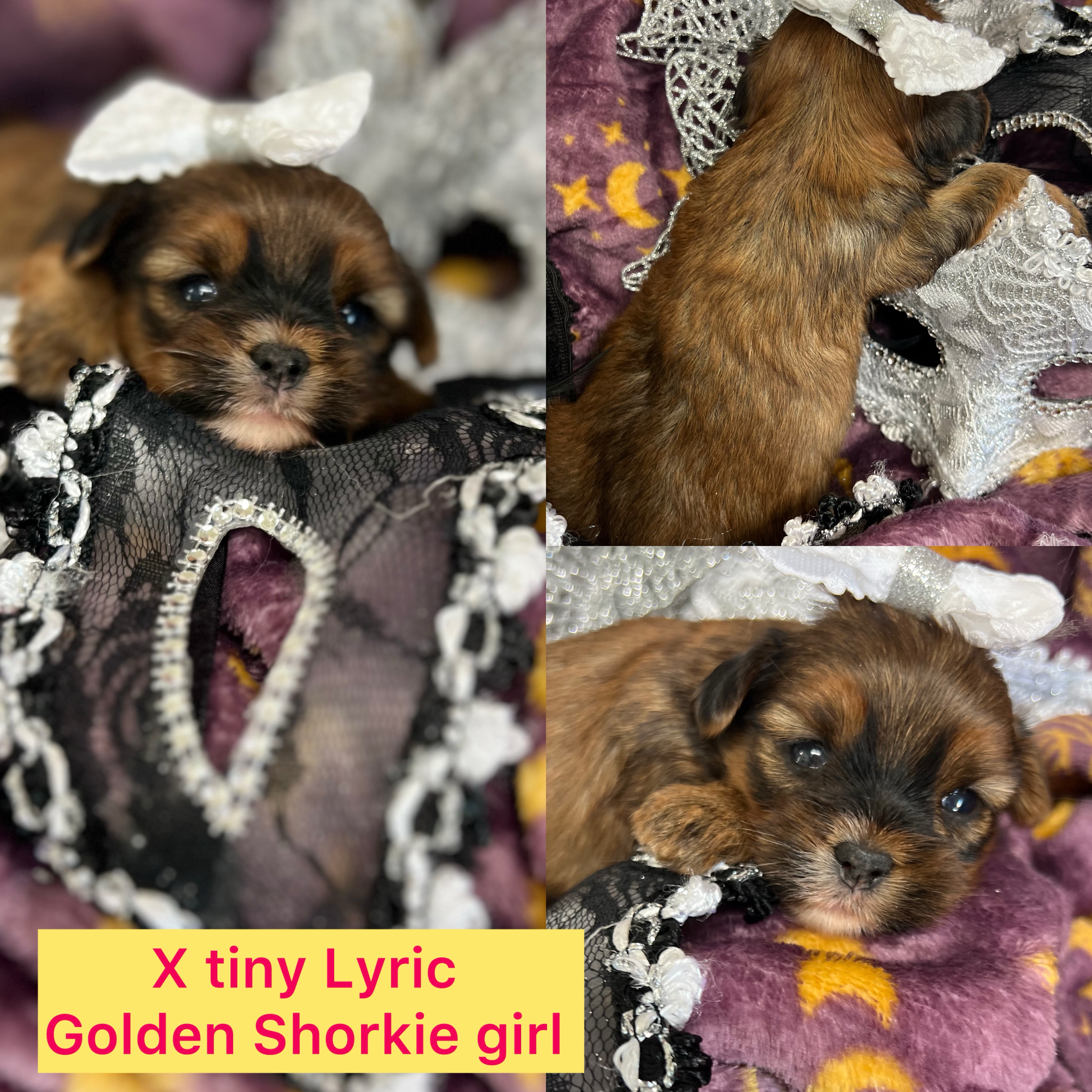 Lyric is ADOPTED XTINY gold shorkie girl click on pic