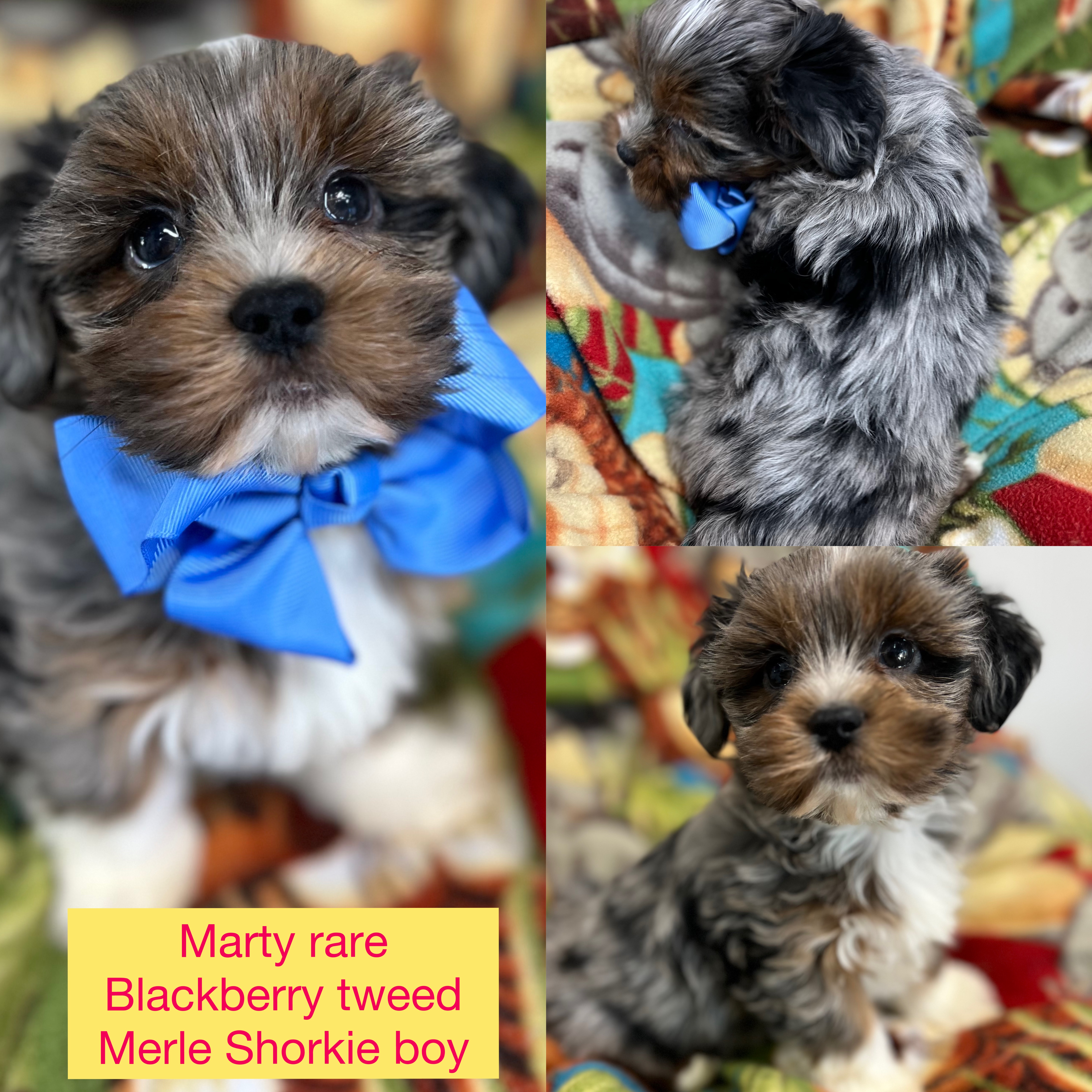 Marty rare blackberry tweed Merle Shorkie boy click pic for info