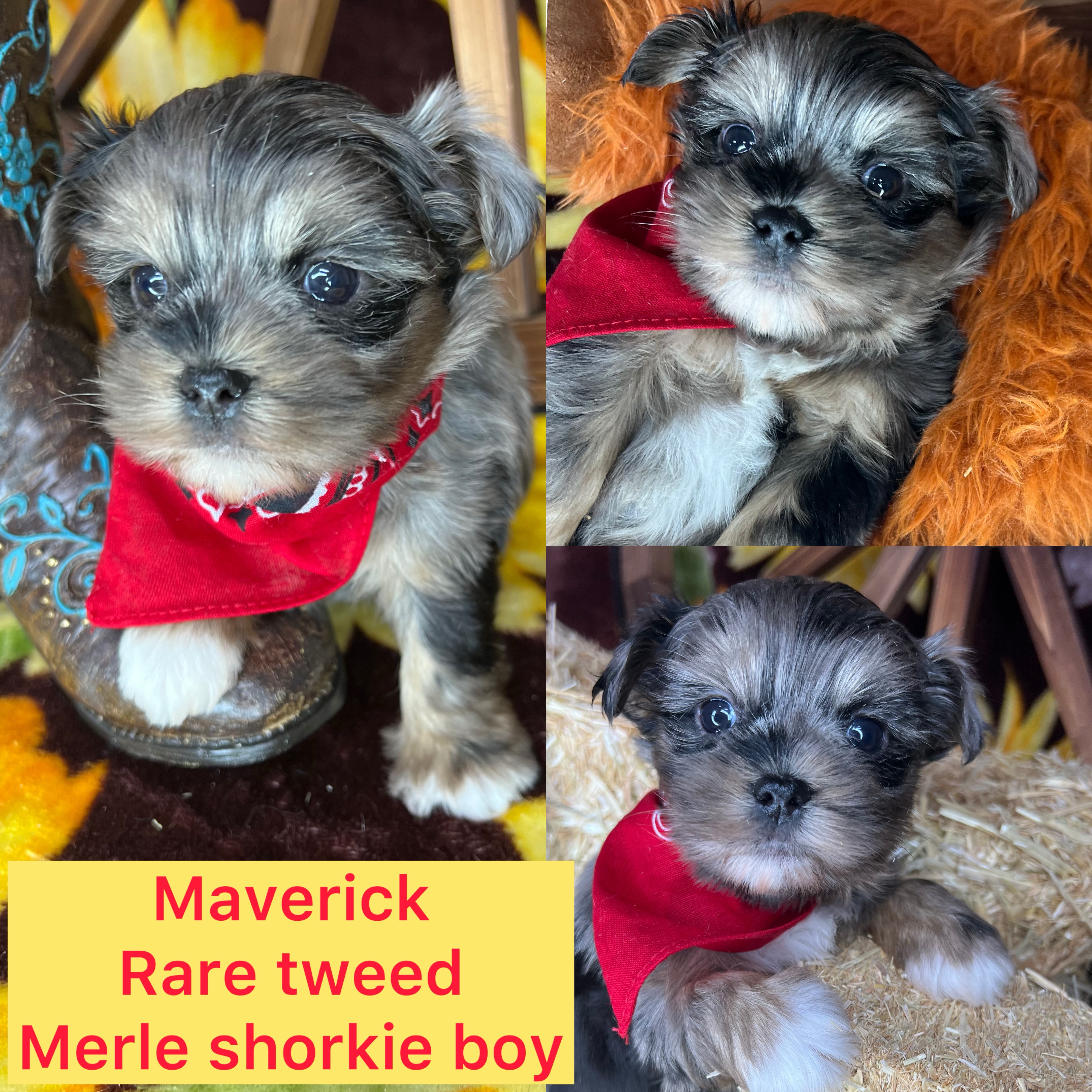 Maverick rare Merle shorkie boy click on pic for info