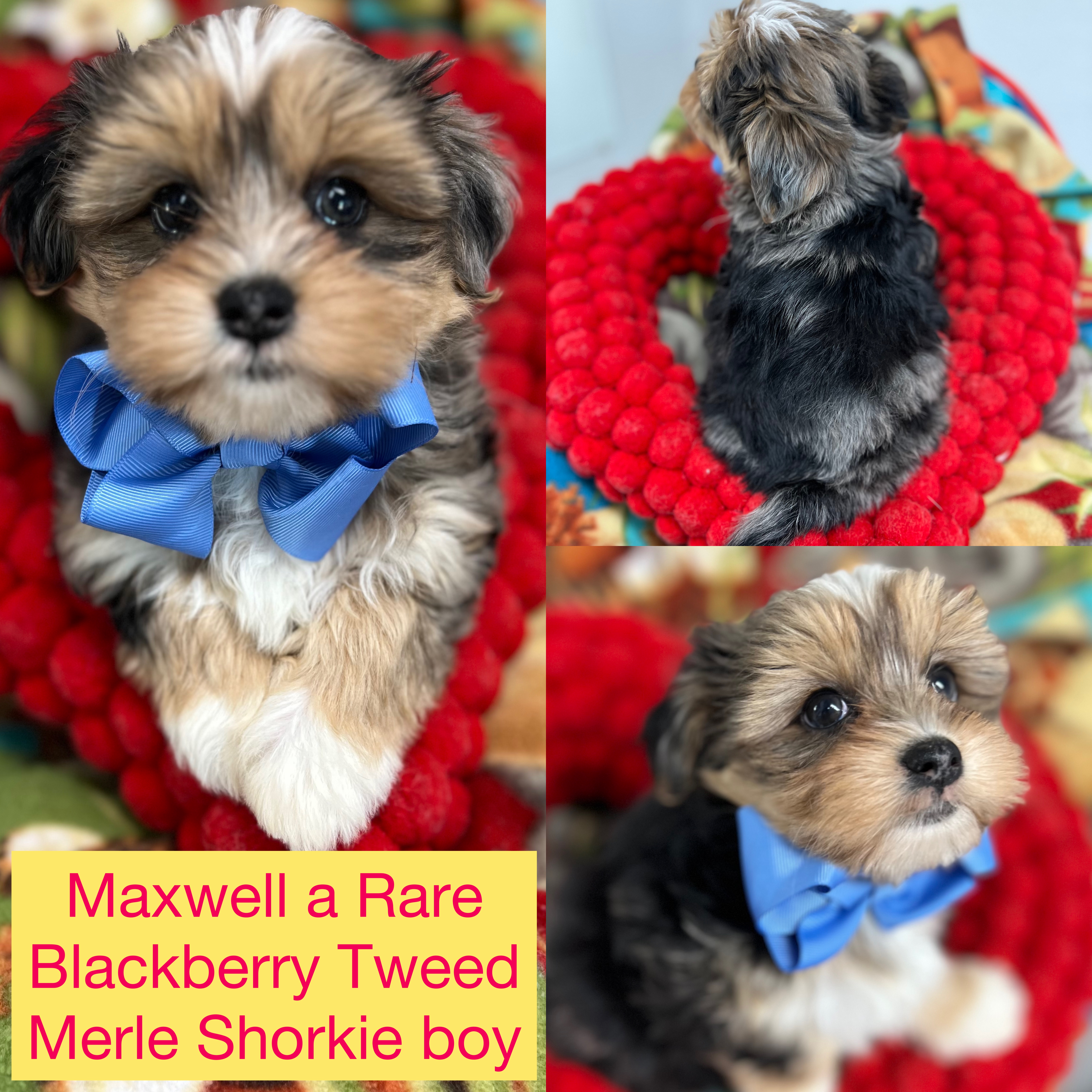 Maxwell ADOPTED
