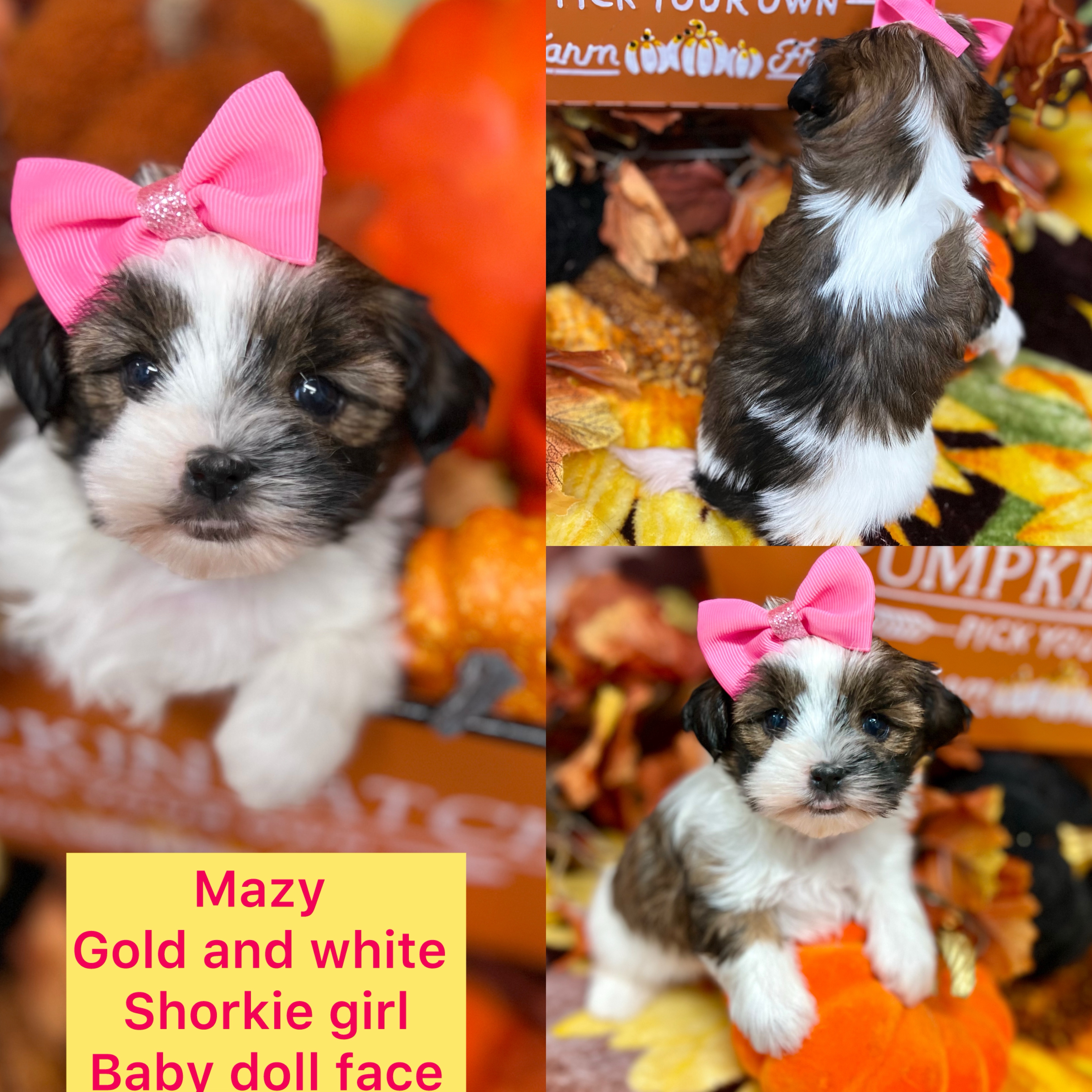 Mazy AVAILABLE Sable and white Shorkie girl CLICK PIC FOR INFO